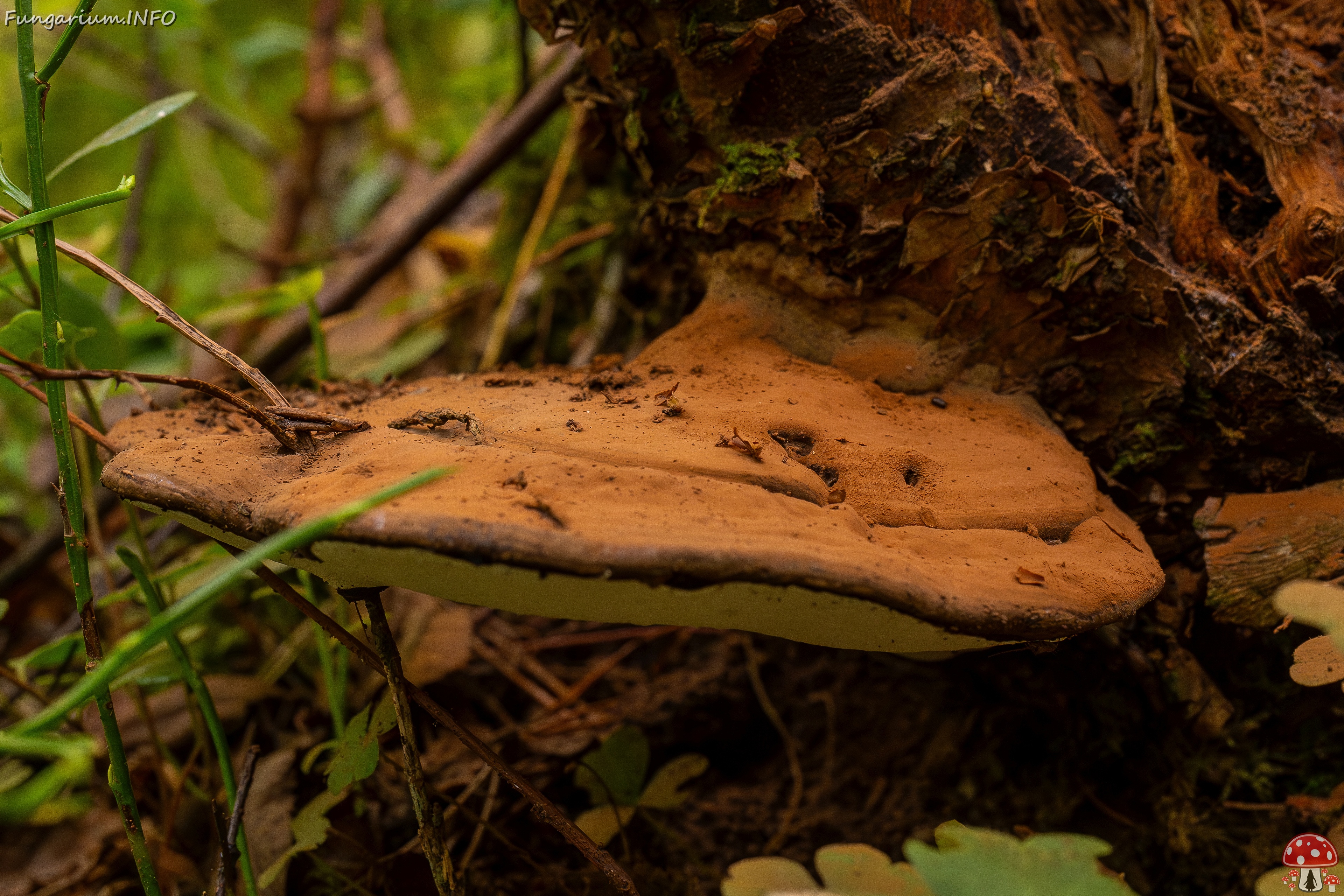 Ganoderma applanatum _2025-09-07_1-5 
