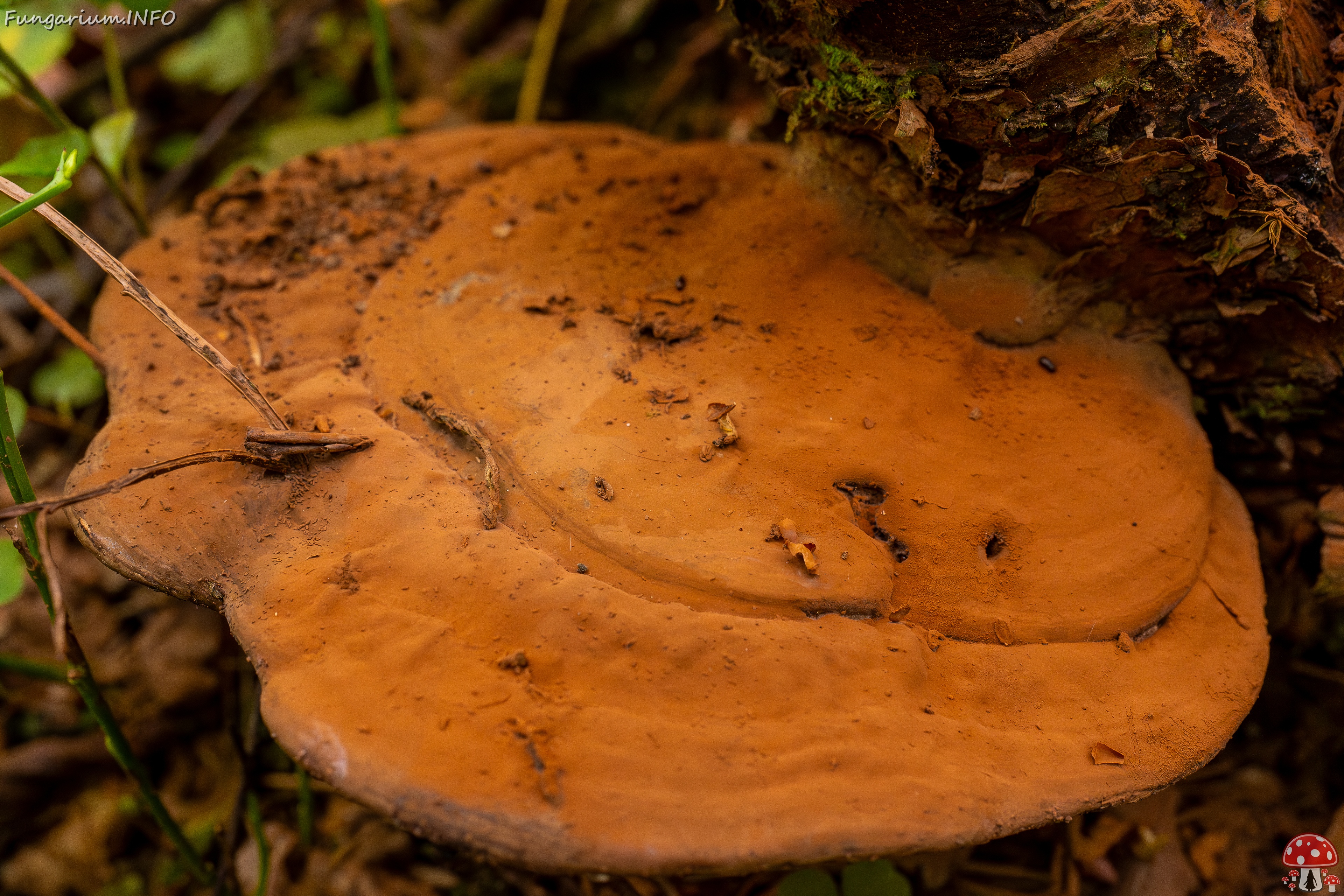 Ganoderma applanatum _2025-09-07_1-6 