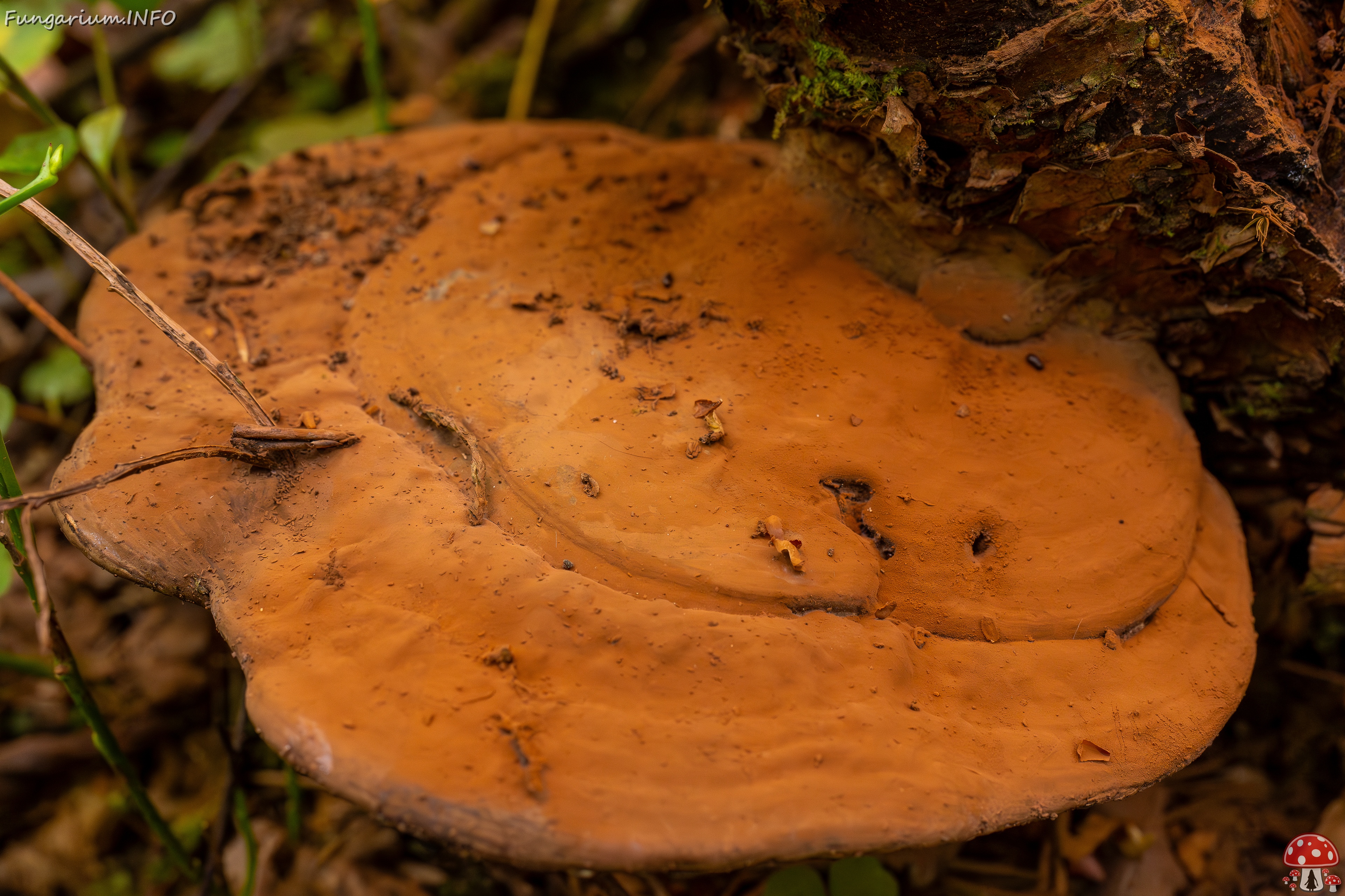 Ganoderma applanatum _2025-09-07_1-7 