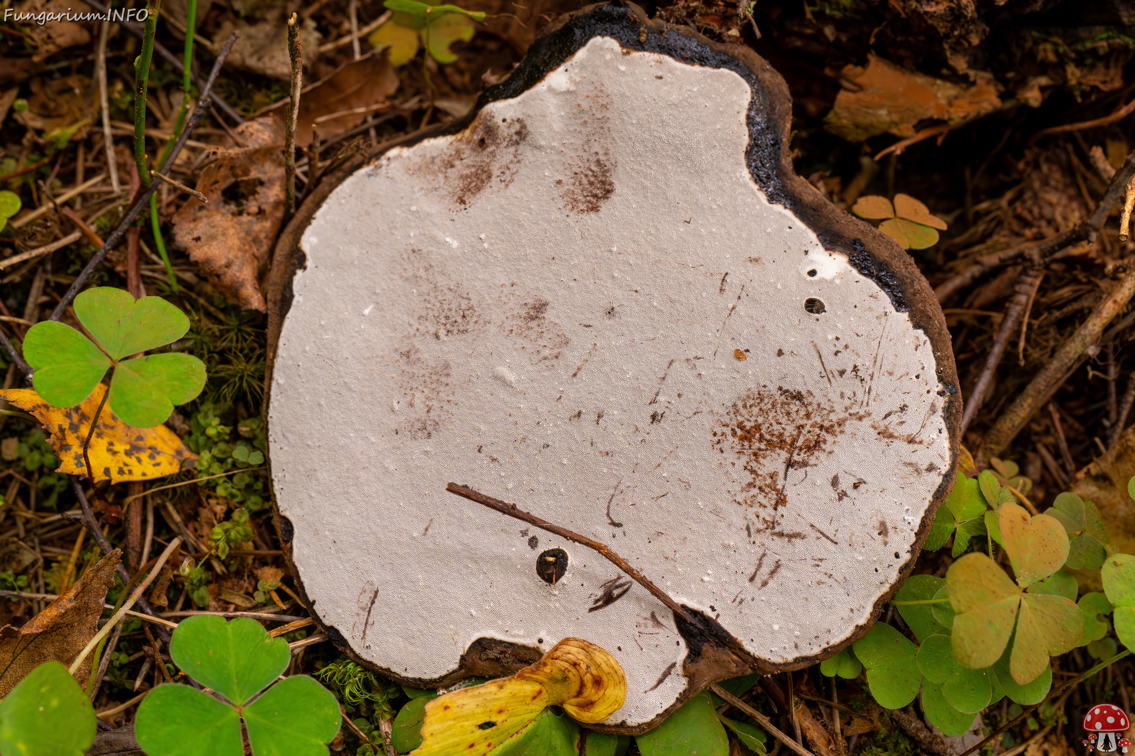 Ganoderma applanatum _2025-09-07_1-8 