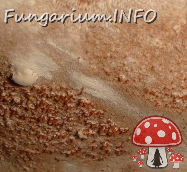 fungi-0002225_ 