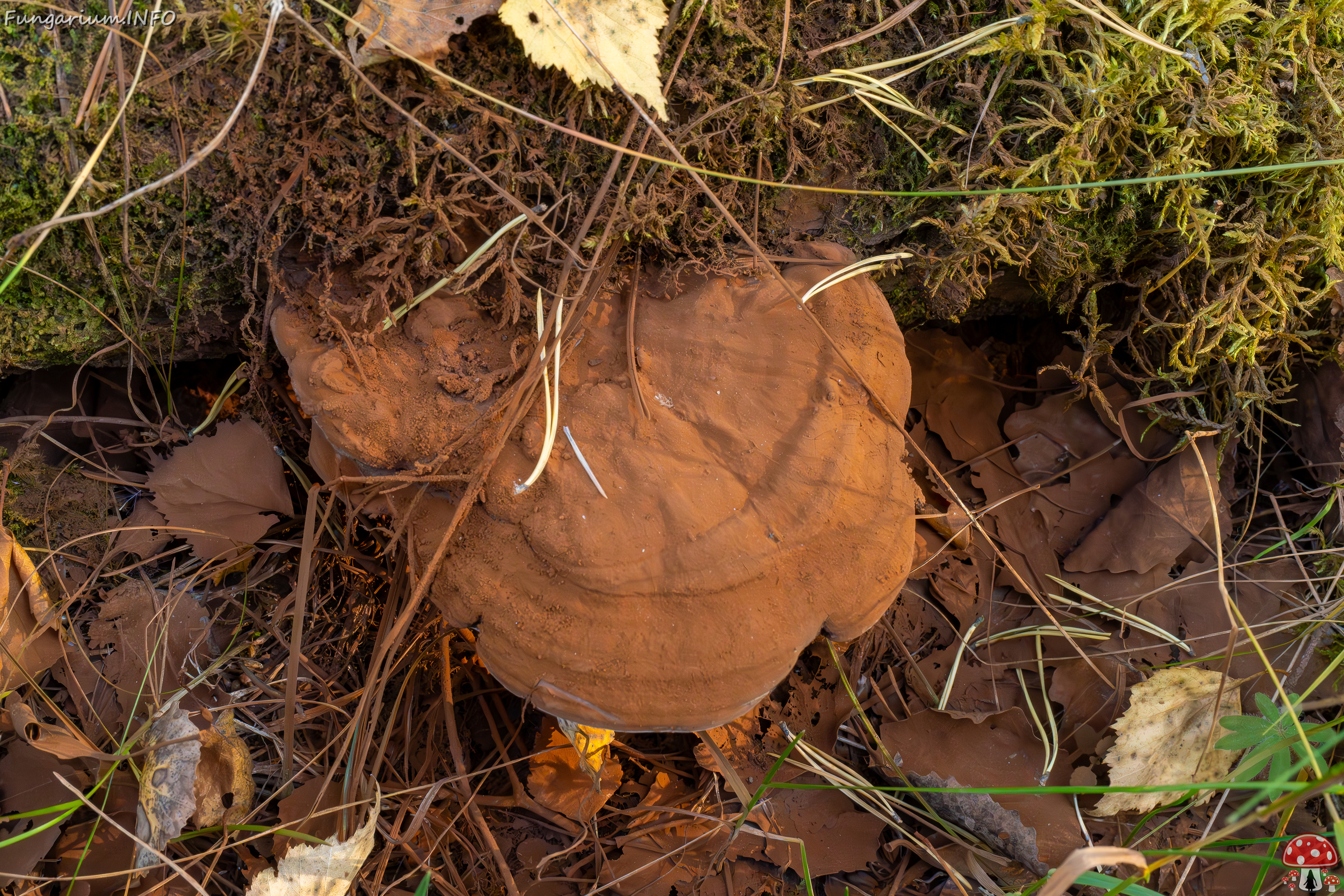 ganoderma-applanatum_1-1 