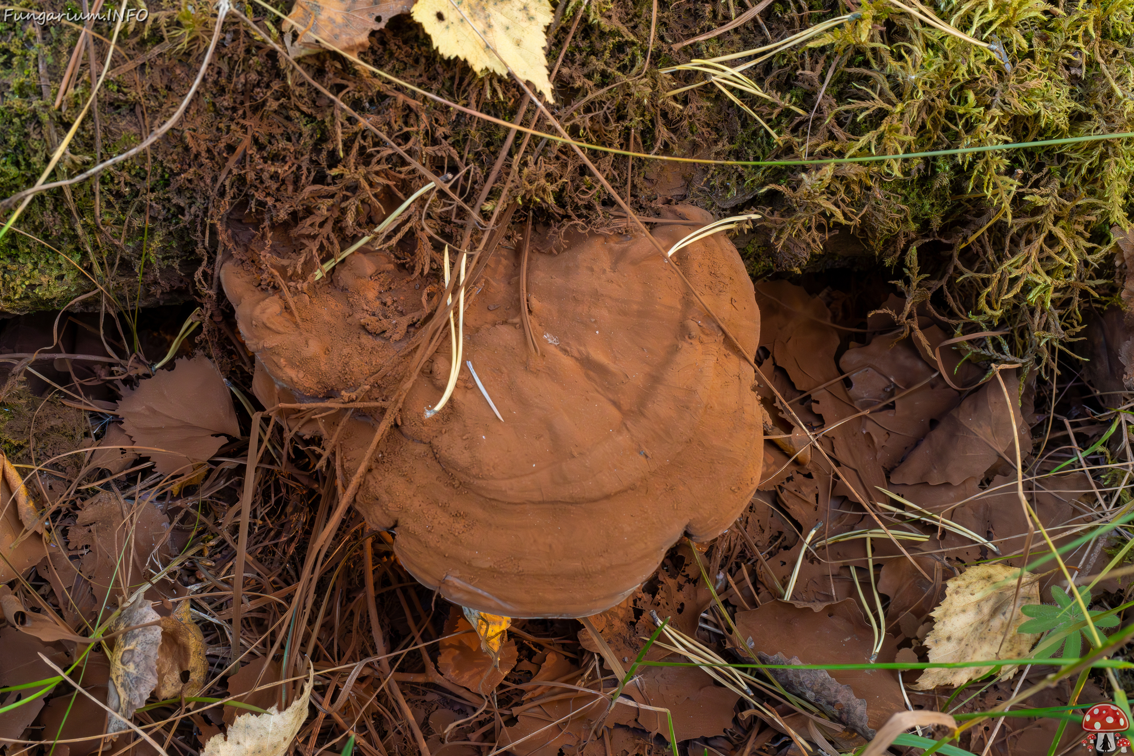 ganoderma-applanatum_1-2 