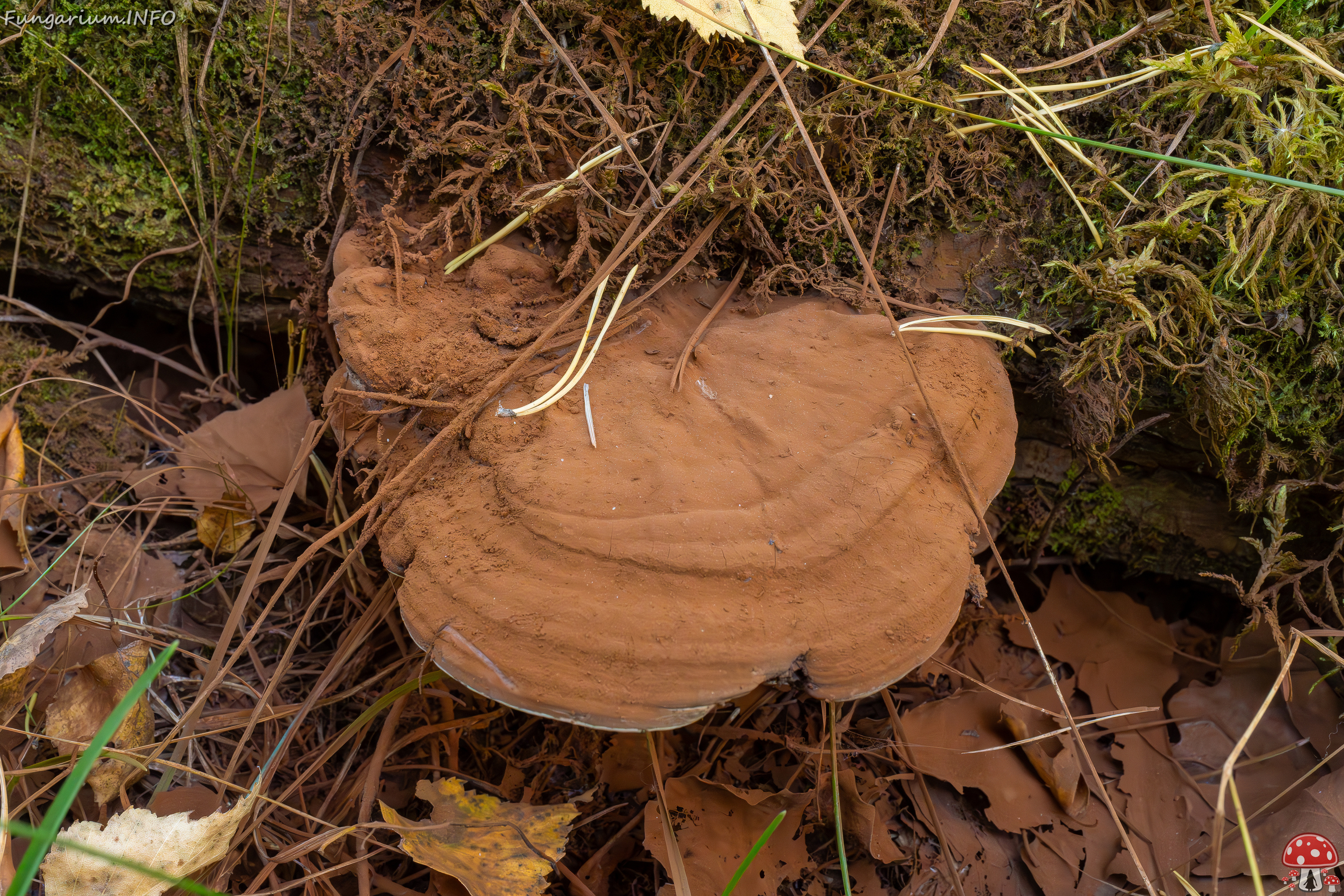 ganoderma-applanatum_1-5 