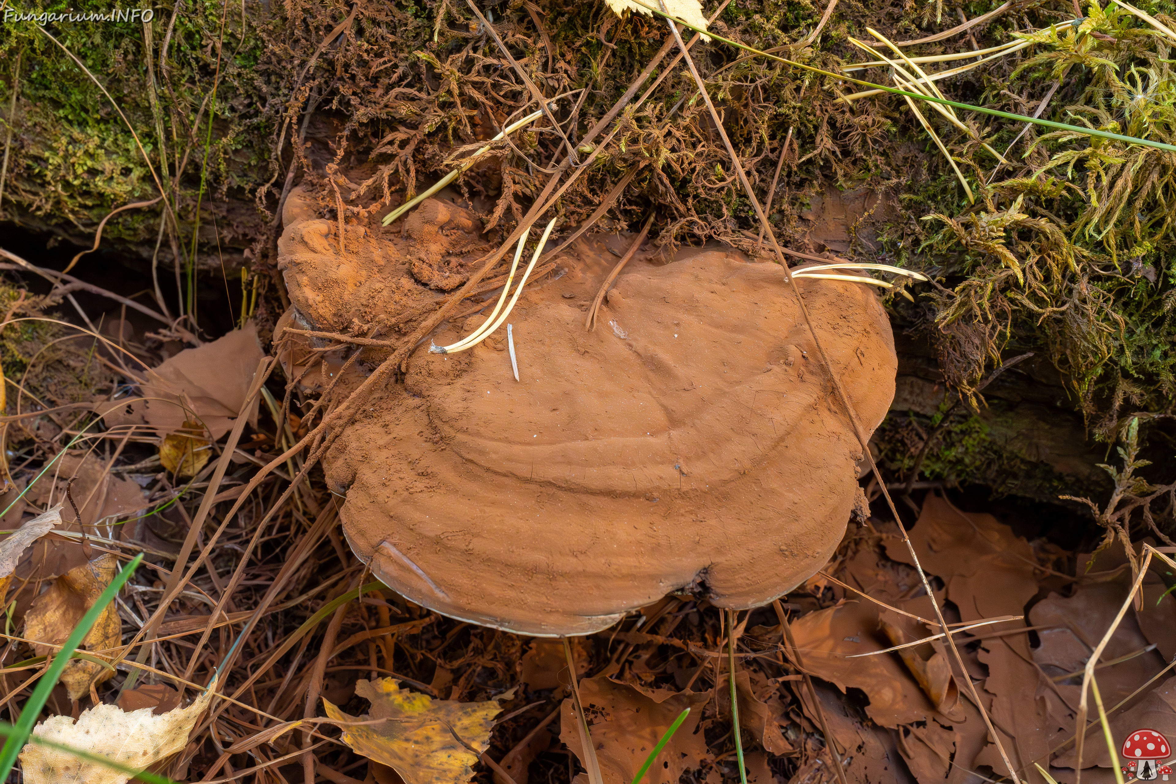 ganoderma-applanatum_1-6 