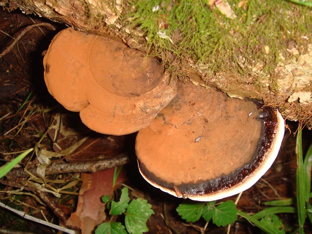 Ганодерма смолистая - Ganoderma resinaceum