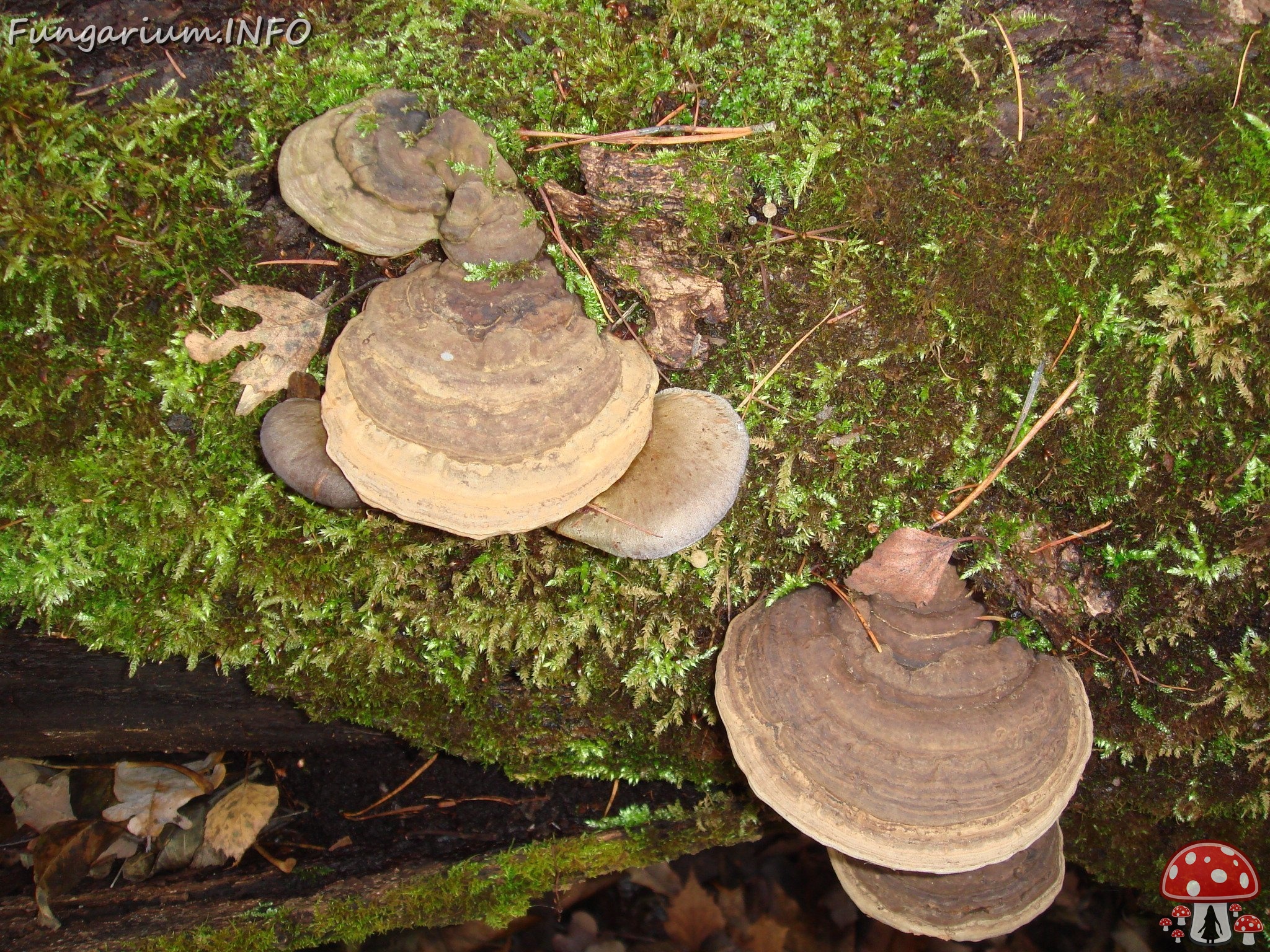 fungi-0004441 