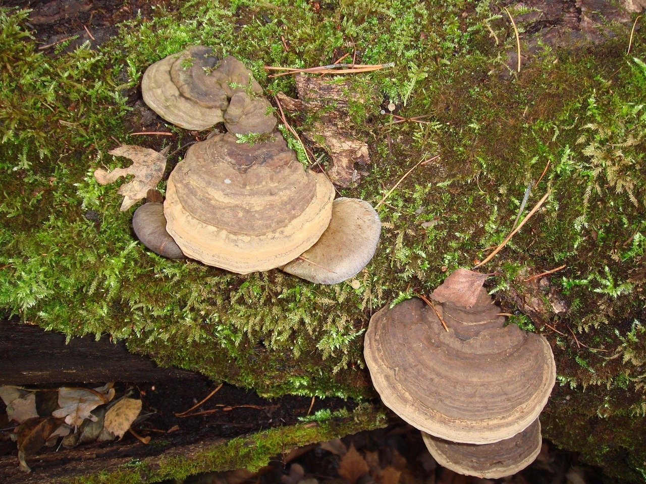 fungi-0004441