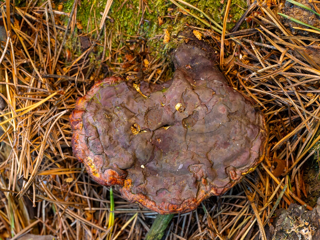 Ганодерма лакированная - Ganoderma lucidum