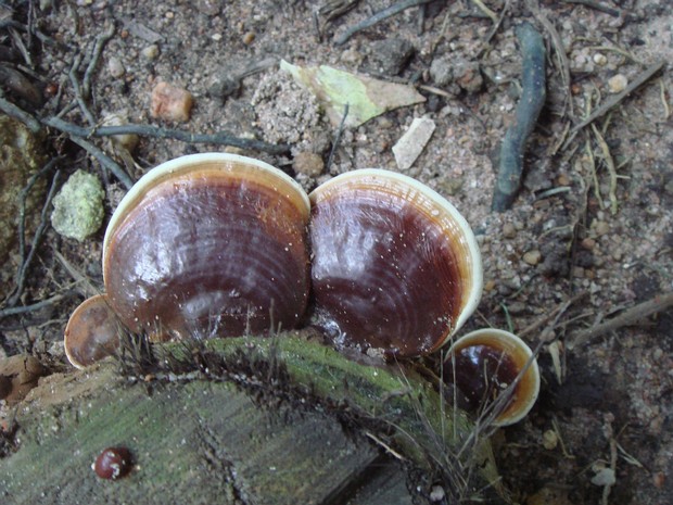 Ганодерма лакированная - Ganoderma lucidum