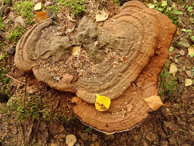 Ганодерма плоская - Ganoderma applanatum