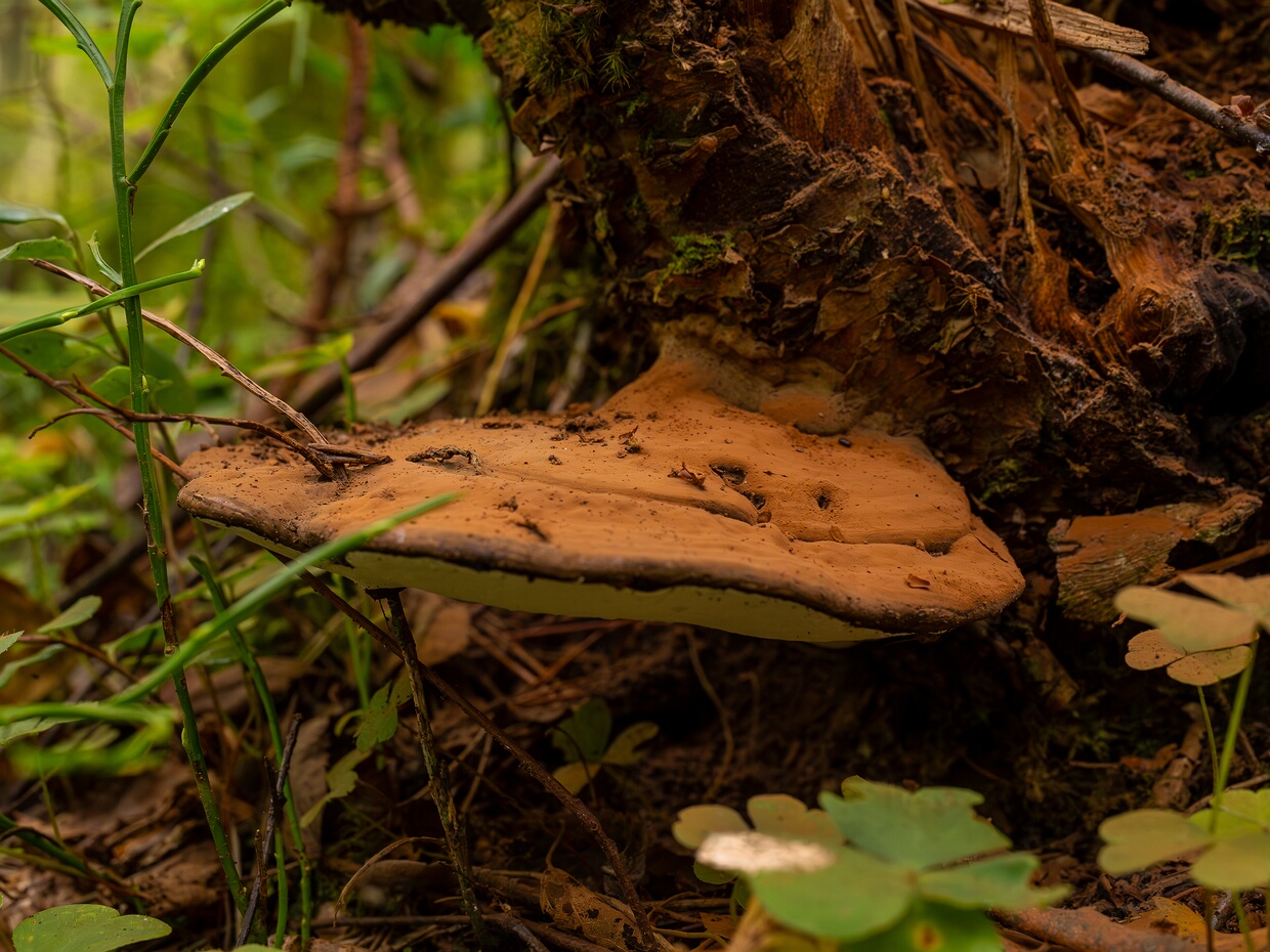 🇬🇧 artist's bracket - 🇩🇪 Flacher Lackporling - 🇪🇪 Jänesvaabik - 🇷🇺 Ганодерма сплюснутая 🆔 Ganoderma applanatum (Pers.) Pat. ℹ️ Hymenium: Pores, small and round (~4–6 per mm), underside white to pale,...