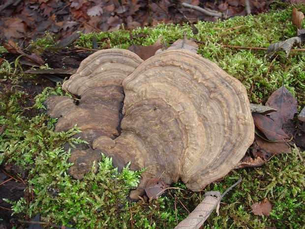 Ганодерма южная - Ganoderma australe