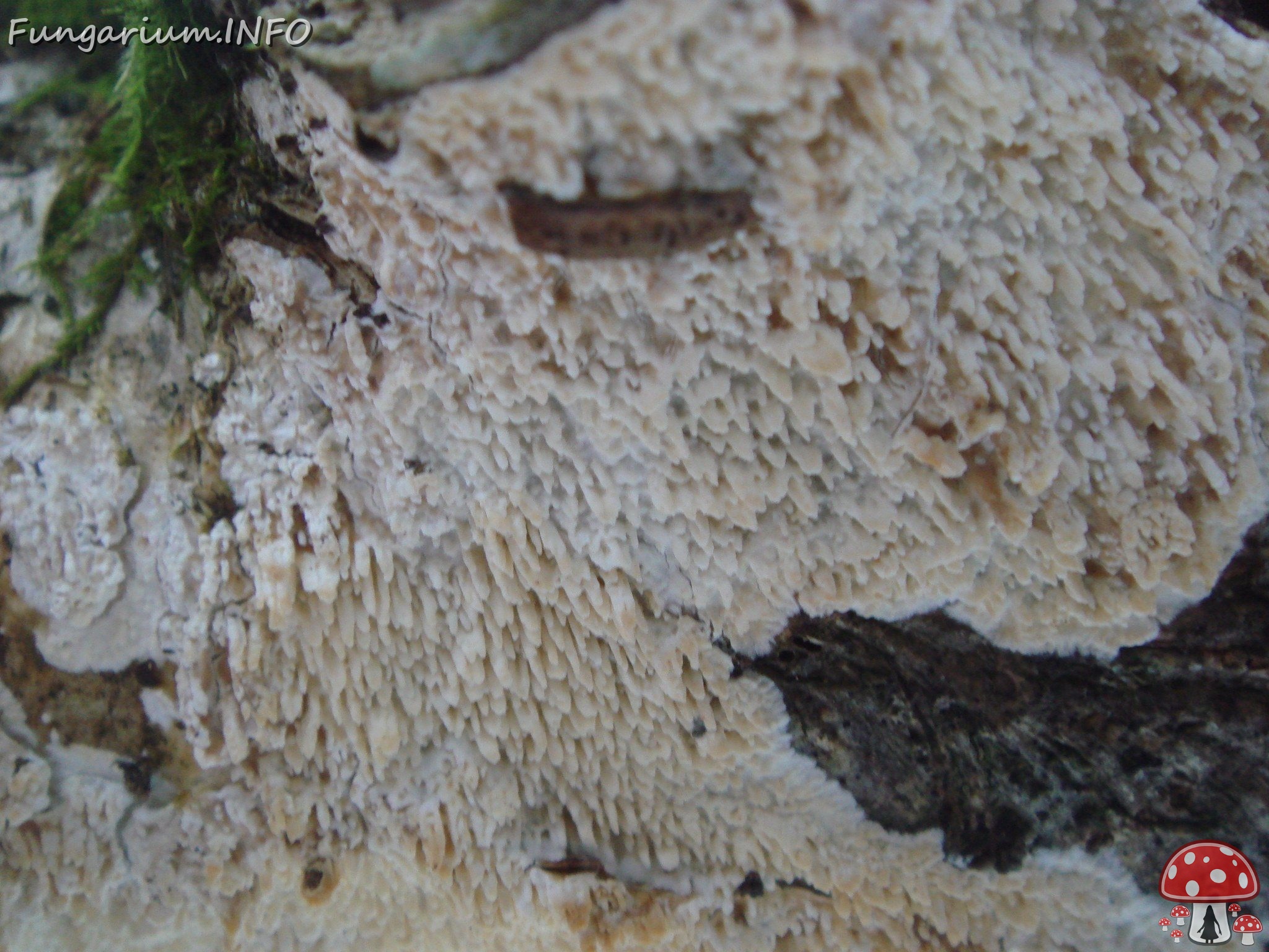 fungi-0002804 