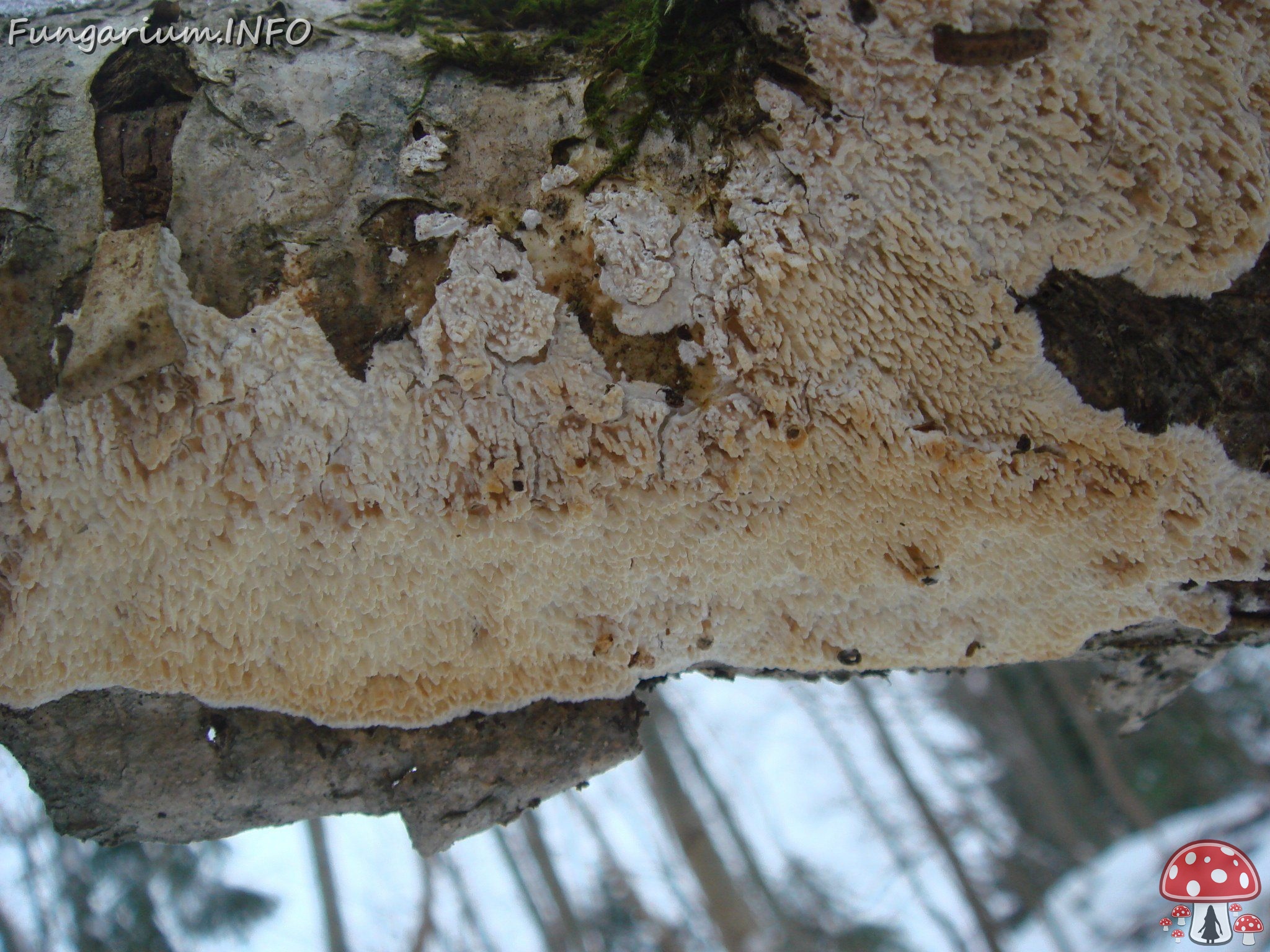 fungi-0002806 