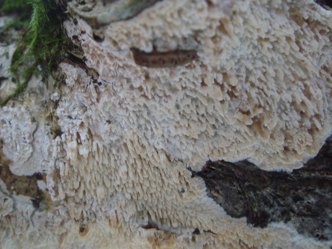 fungi-0002804