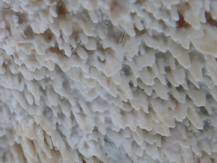 fungi-0002805_