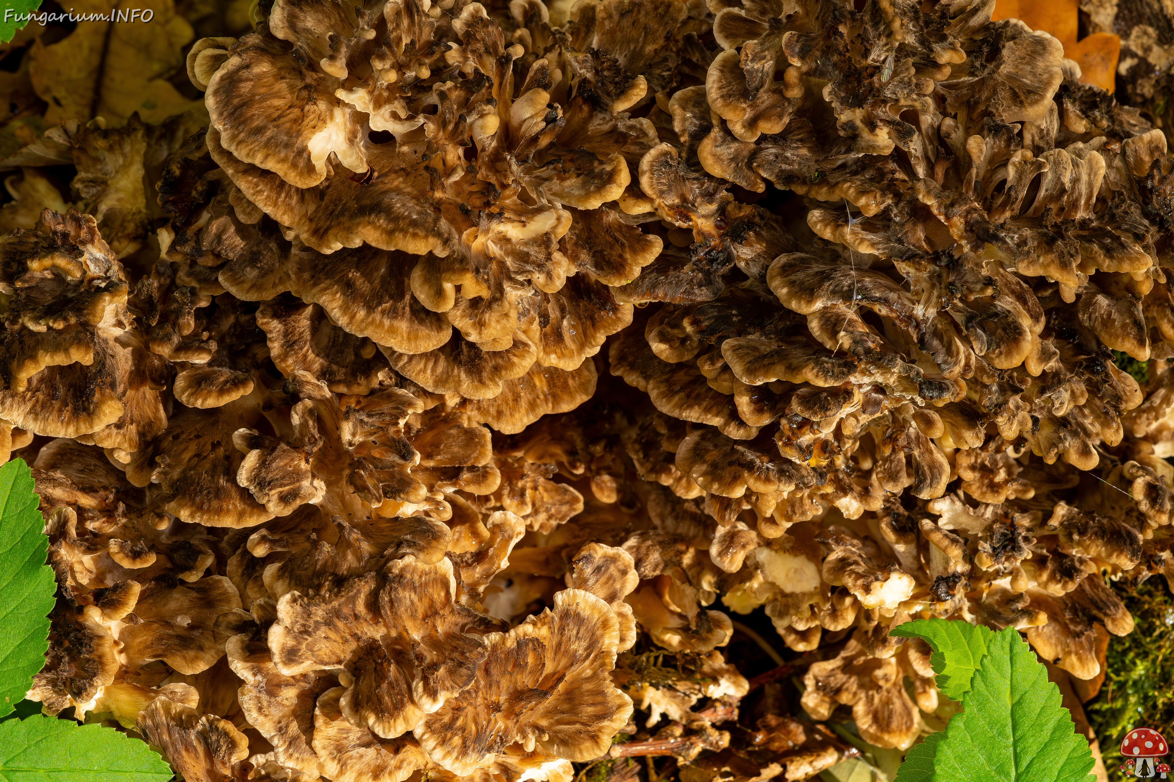 Grifola frondosa _2025-10-18_1-10 