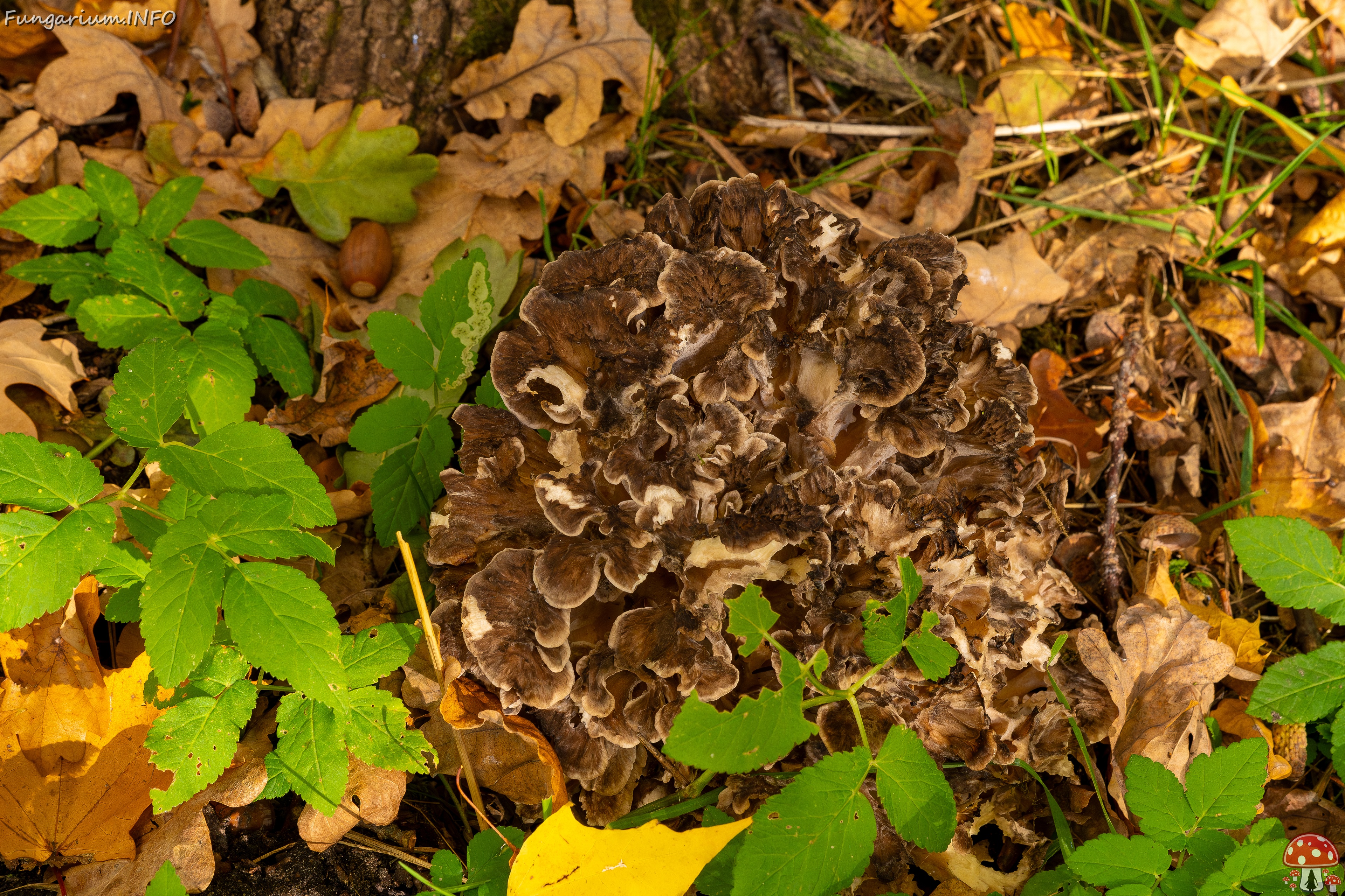 Grifola frondosa _2025-10-18_1-11 