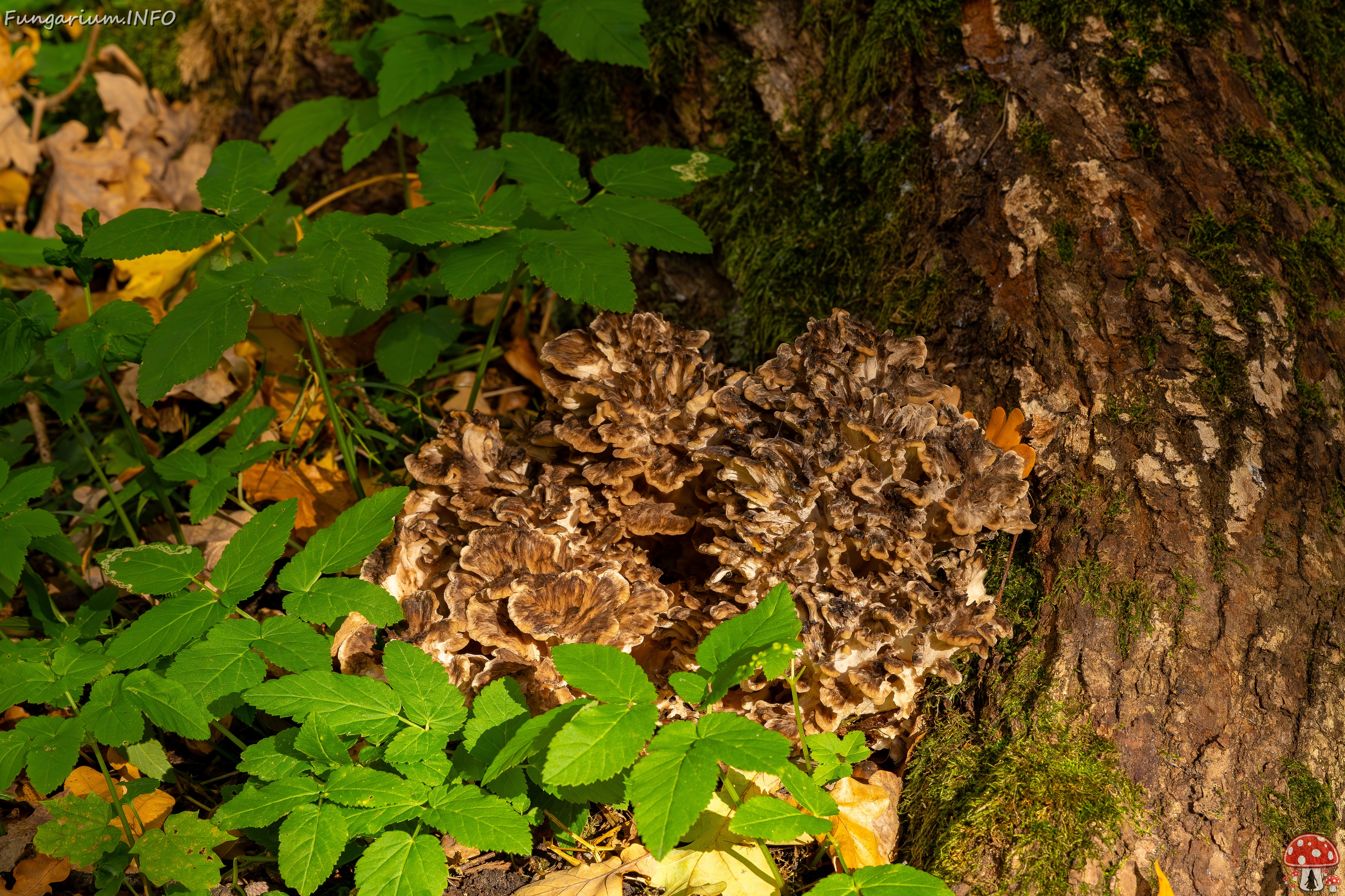 Grifola frondosa _2025-10-18_1-12 