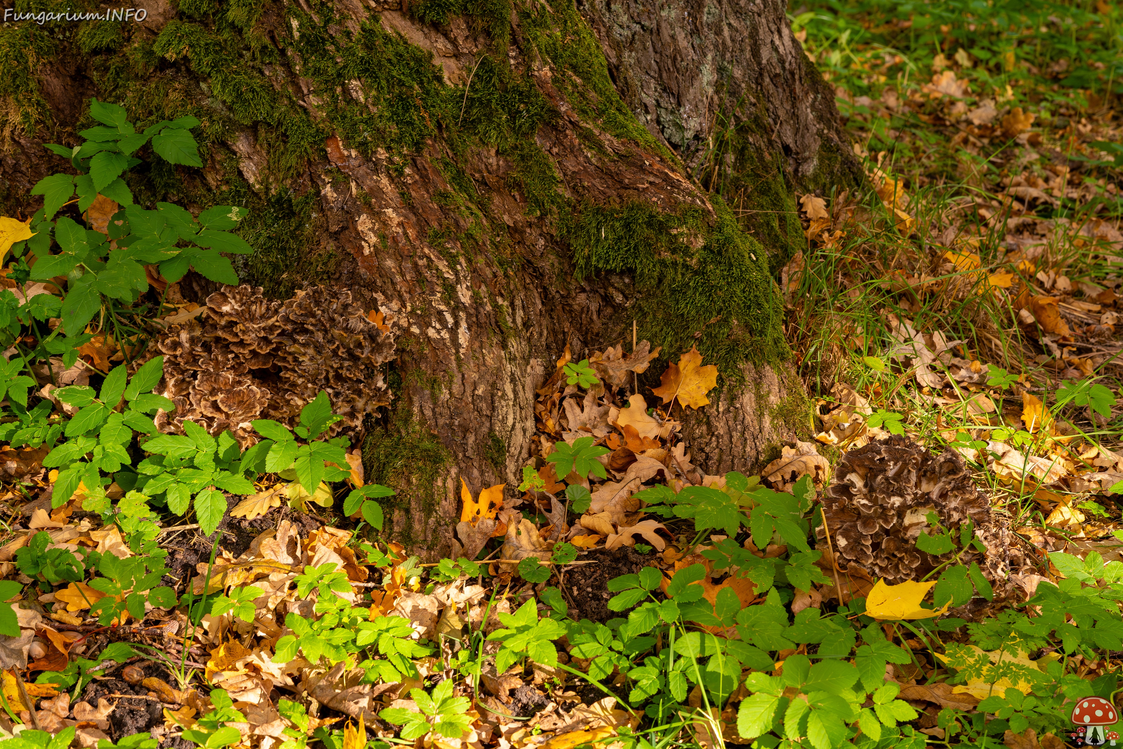 Grifola frondosa _2025-10-18_1-3 