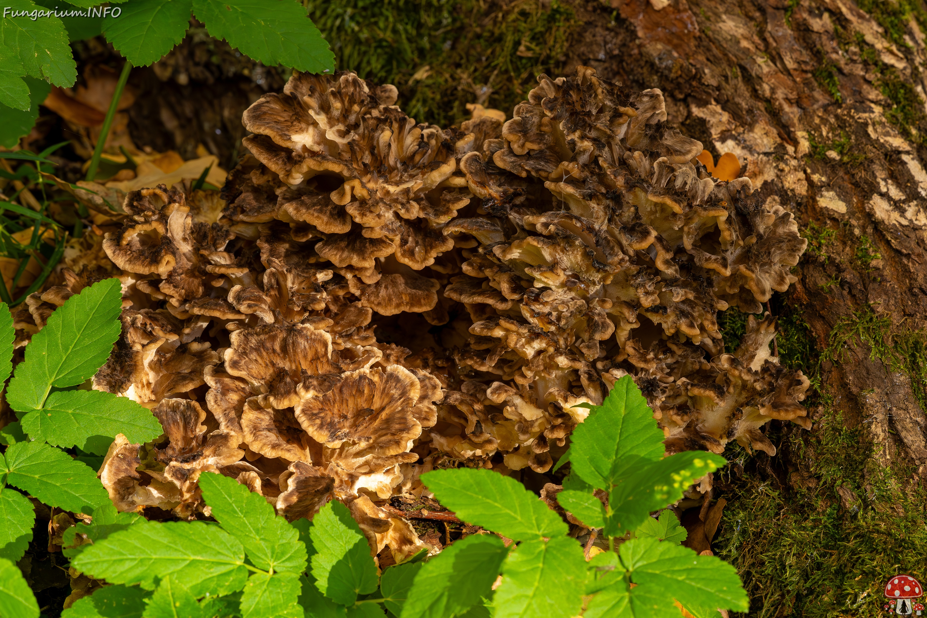 Grifola frondosa _2025-10-18_1-4 