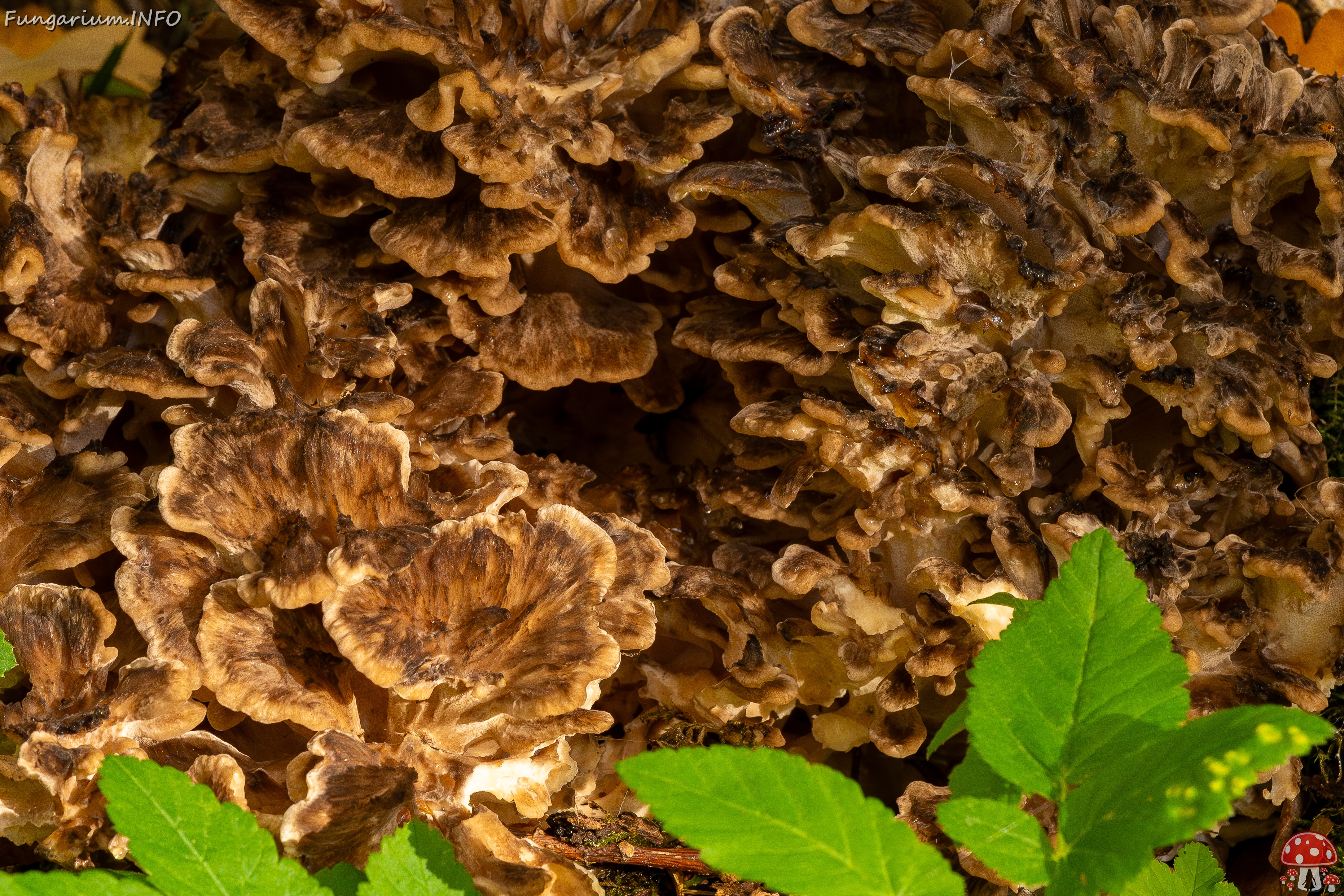 Grifola frondosa _2025-10-18_1-5 