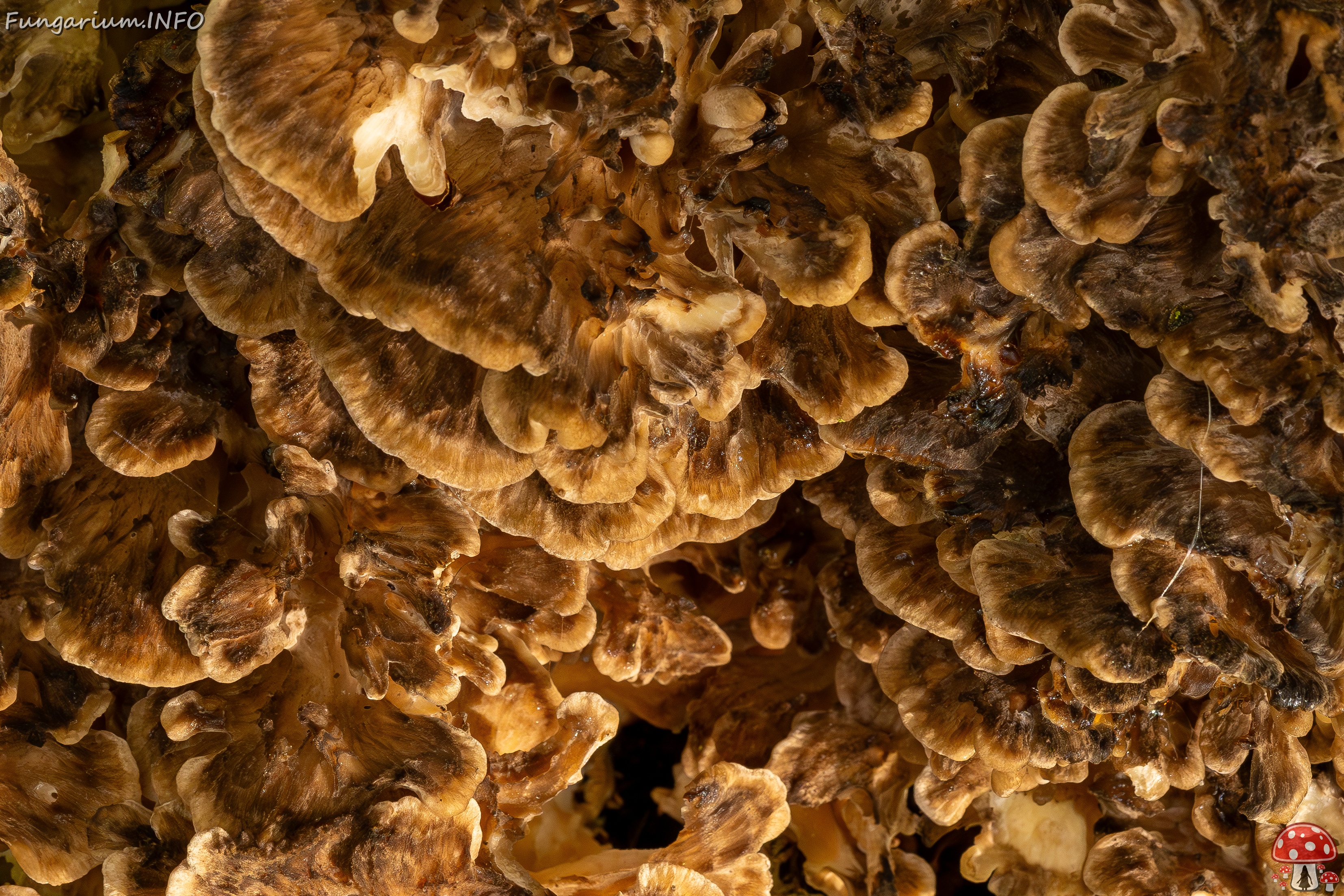 Grifola frondosa _2025-10-18_1-7 