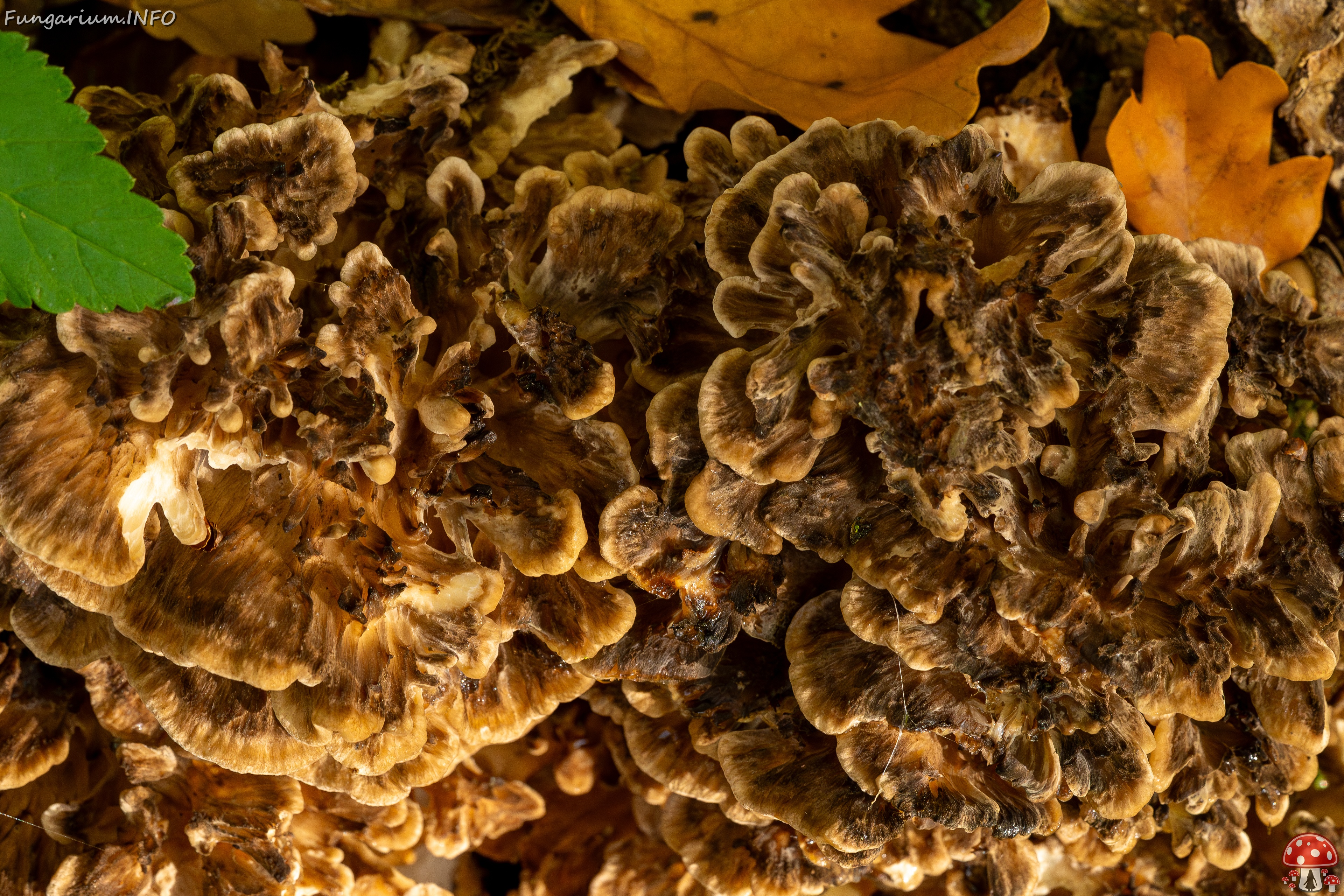 Grifola frondosa _2025-10-18_1-9 