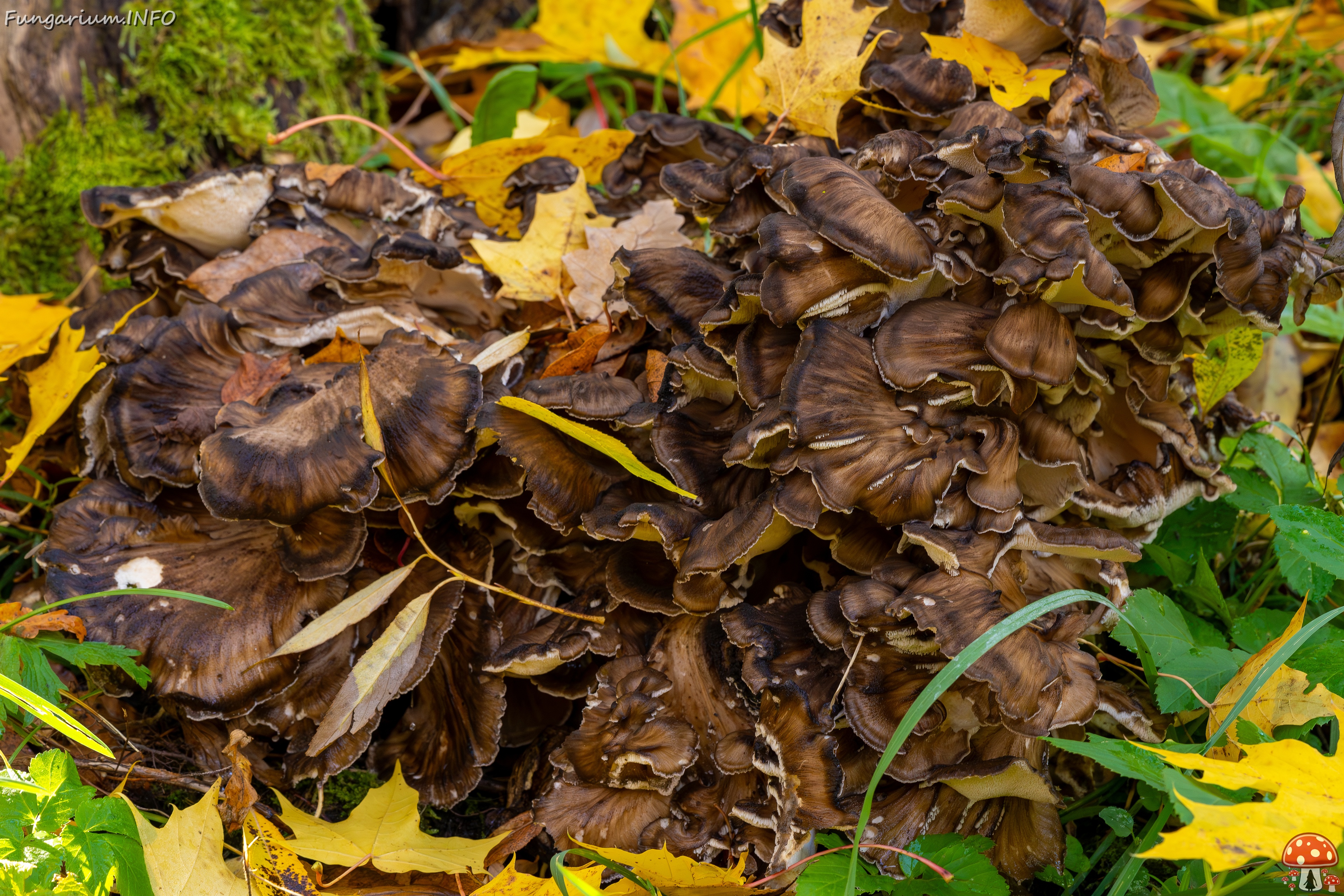 Grifola frondosa _2025-10-18_2-1 
