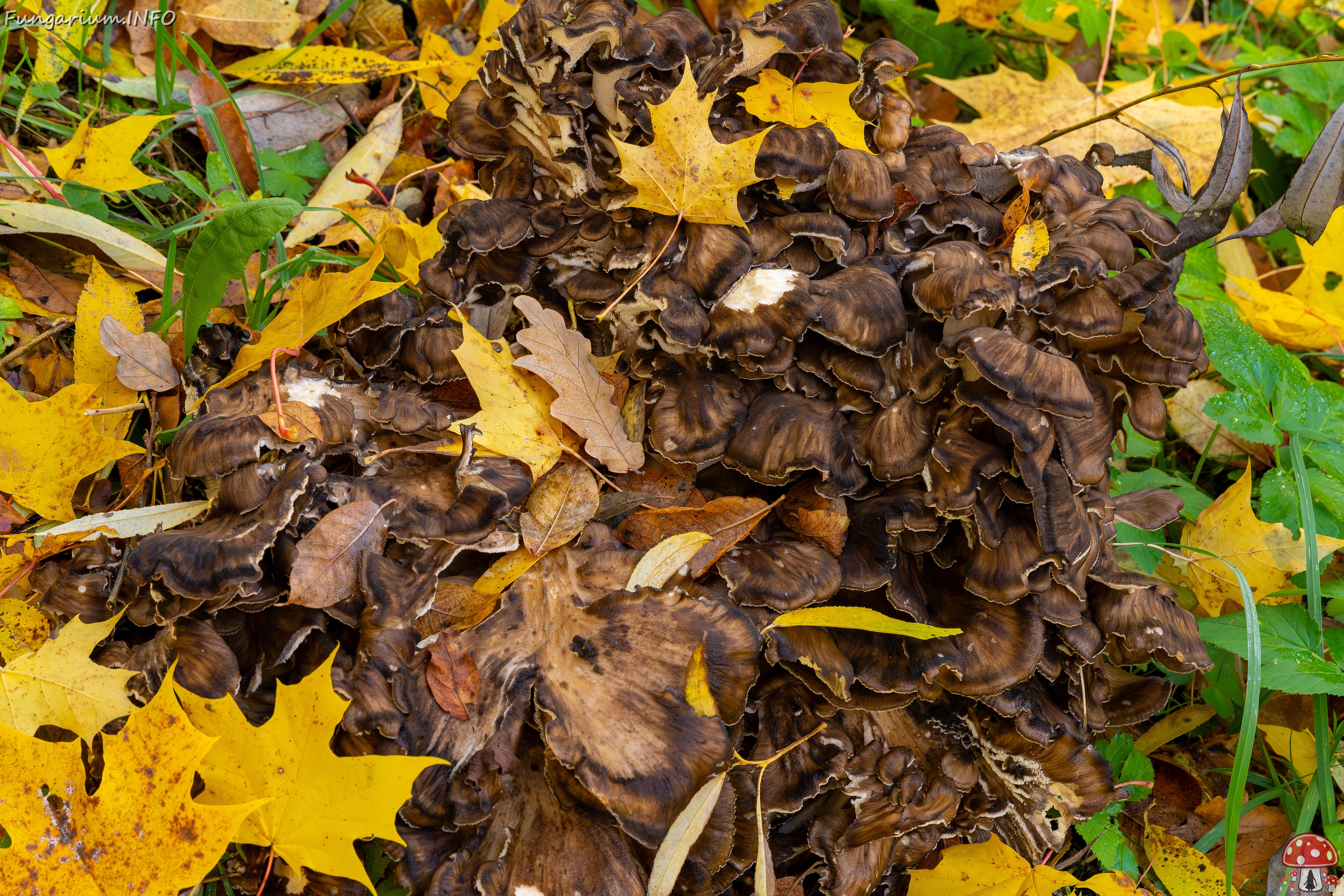 Grifola frondosa _2025-10-18_2-2 
