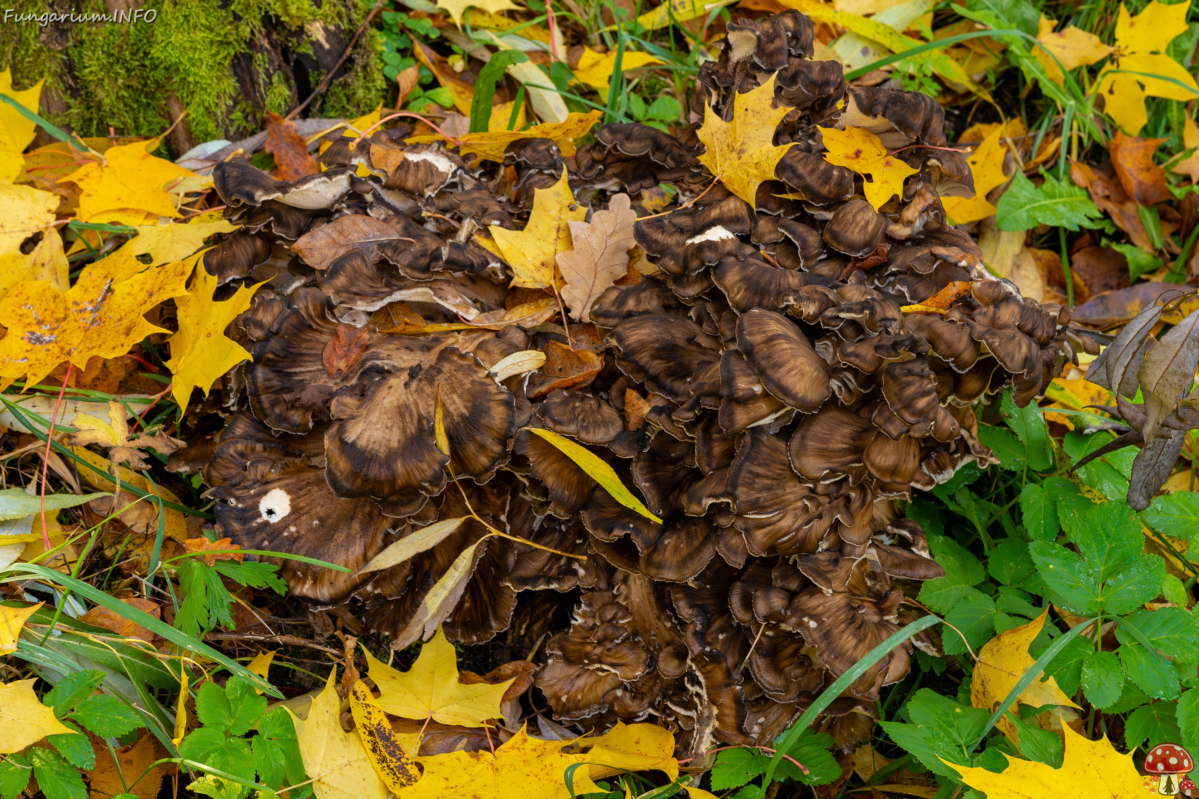 Grifola frondosa _2025-10-18_2-8 