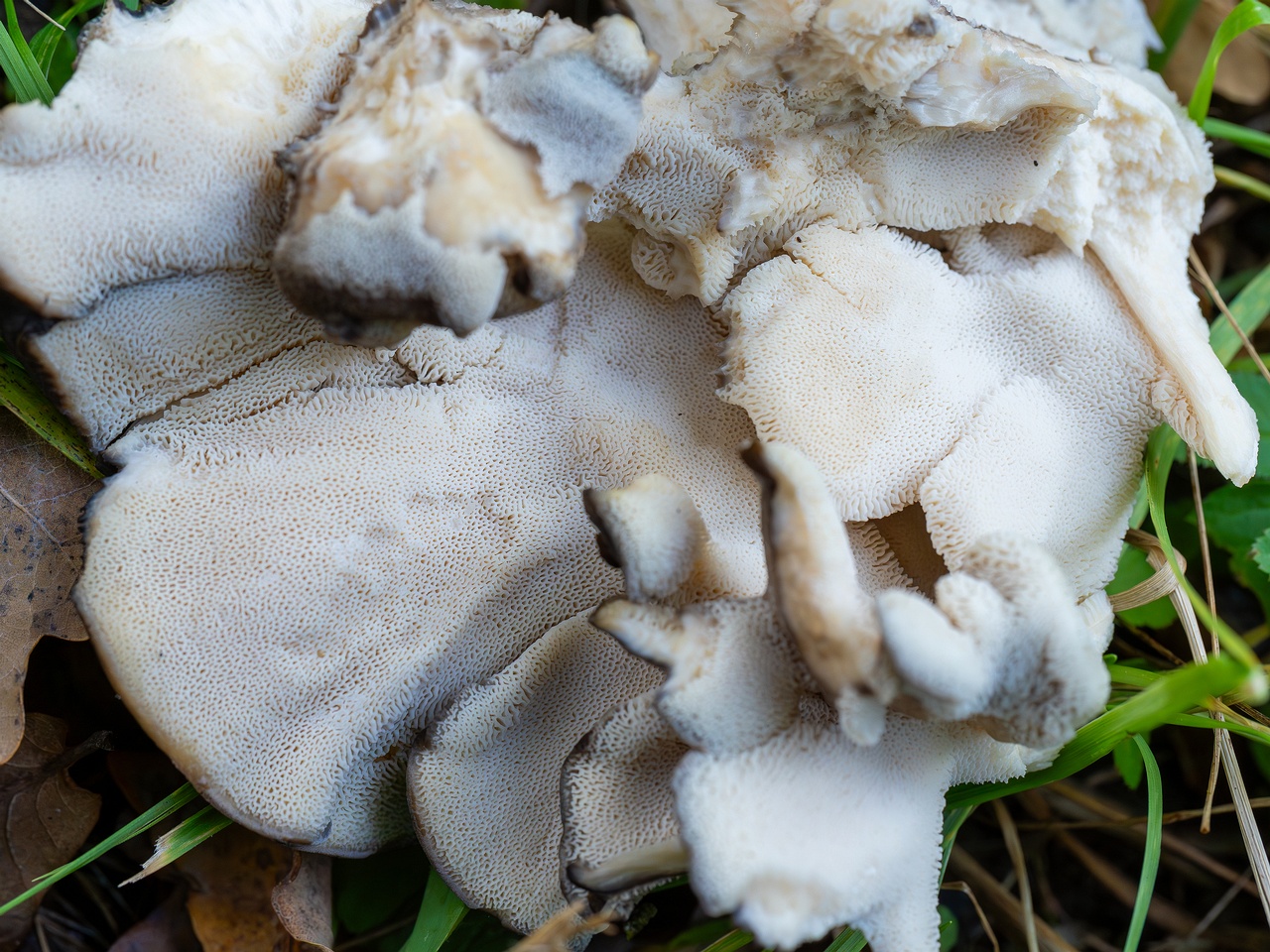 Grifola frondosa _2025-10-10_1-11