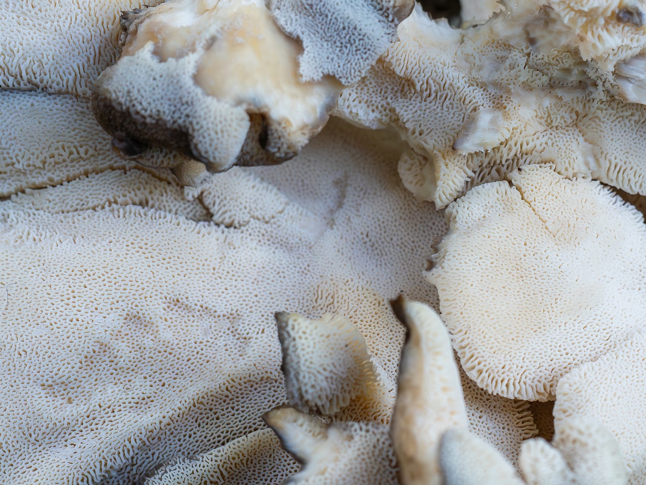 Grifola frondosa _2025-10-10_1-14