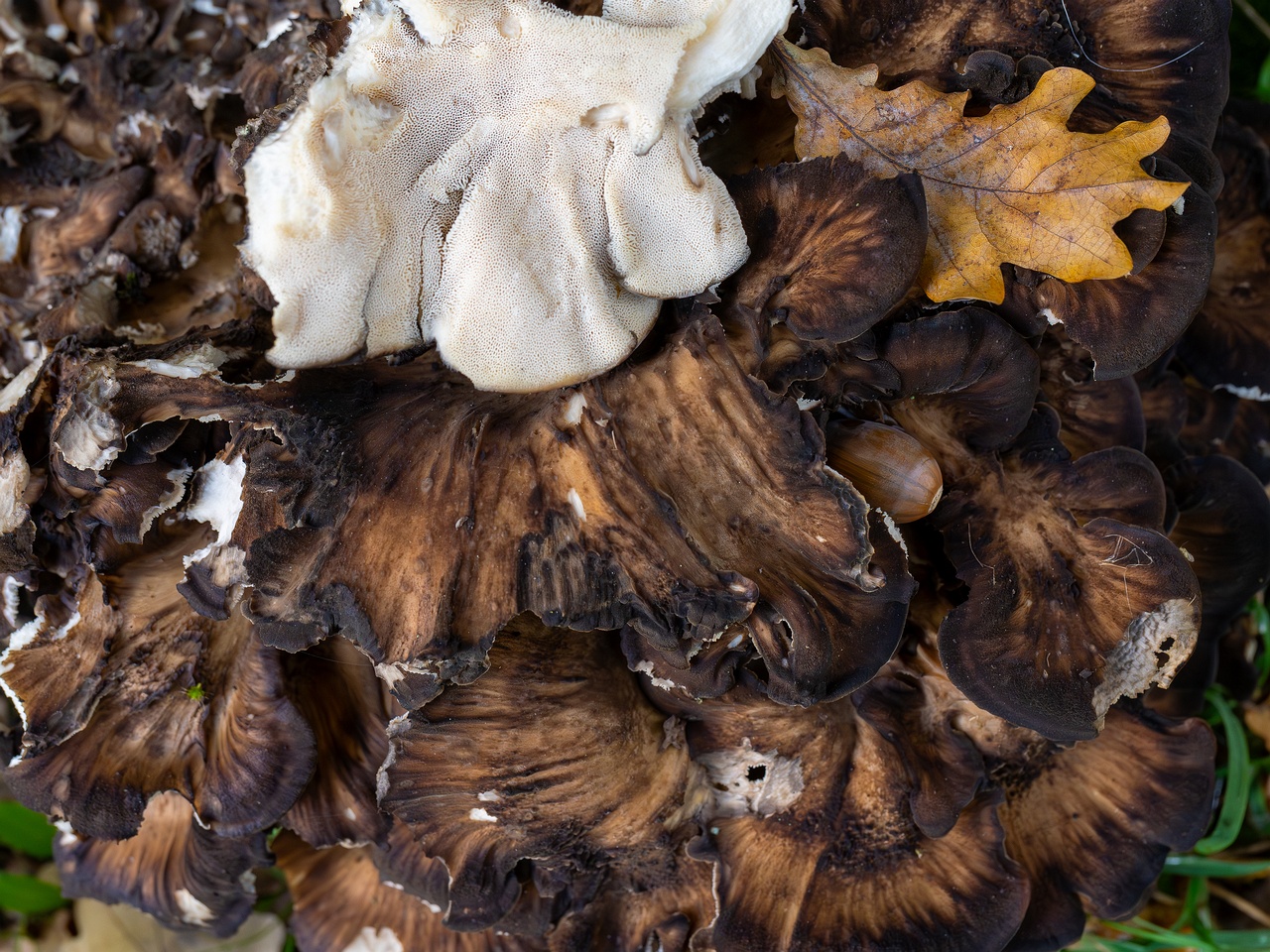 Grifola frondosa _2025-10-10_1-15