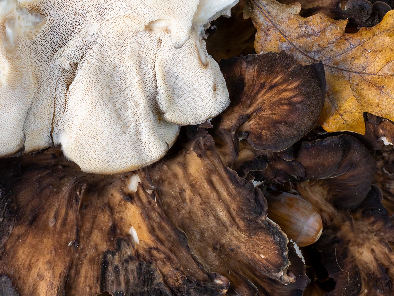 Grifola frondosa _2025-10-10_1-16