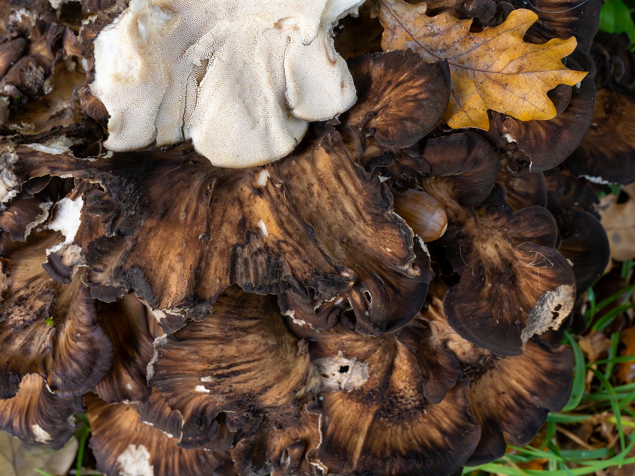 Grifola frondosa _2025-10-10_1-17