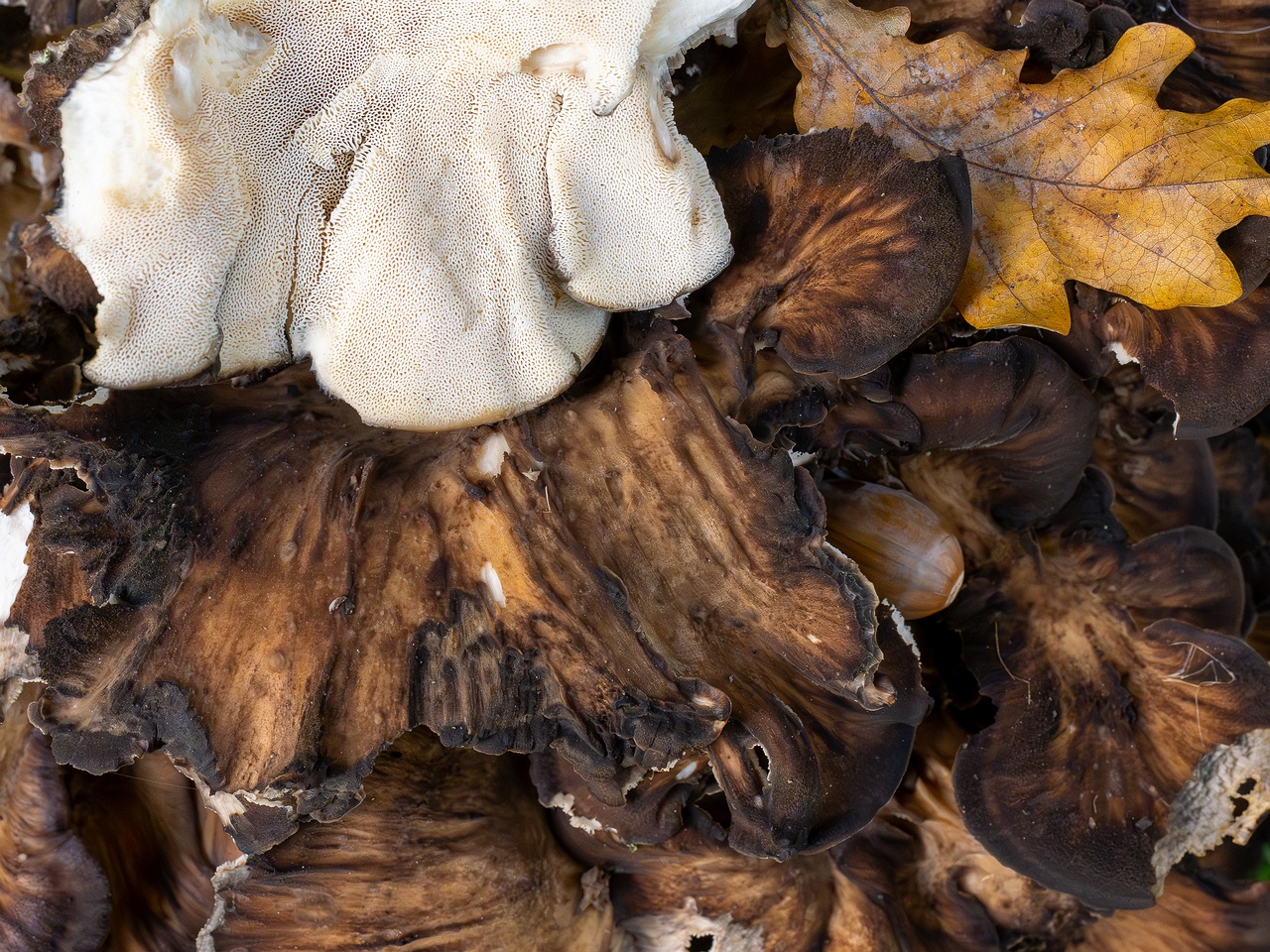 Grifola frondosa _2025-10-10_1-18