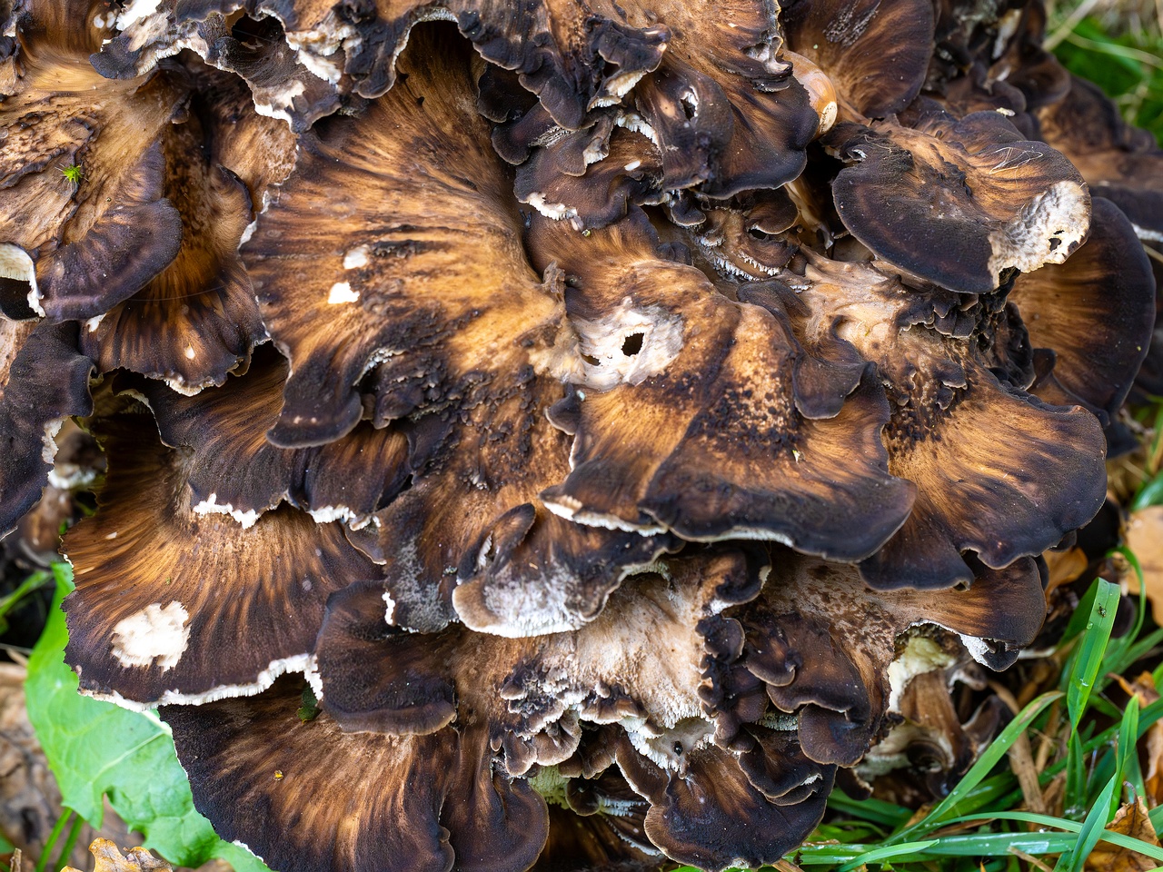 Grifola frondosa _2025-10-10_1-5
