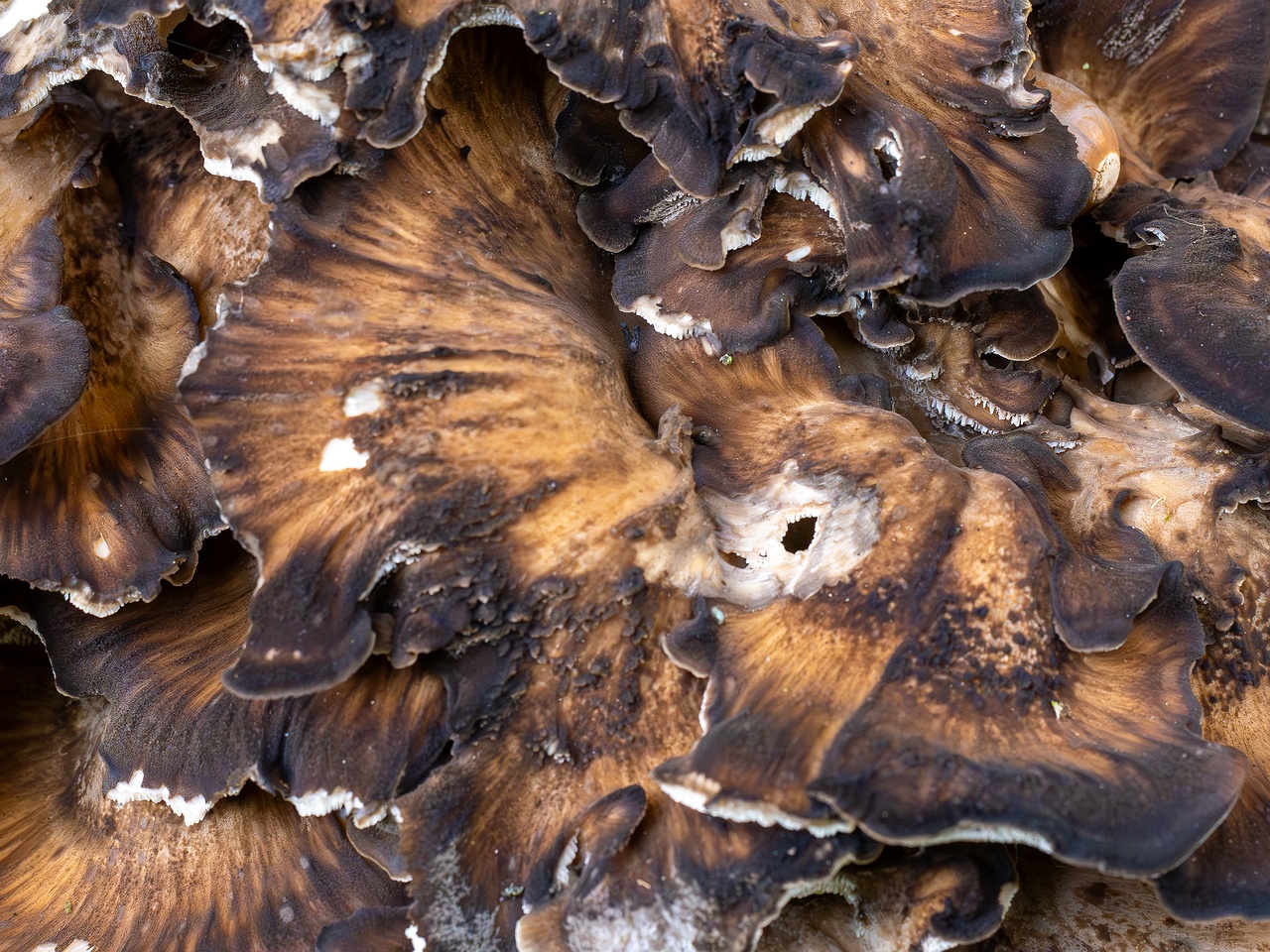 Grifola frondosa _2025-10-10_1-6