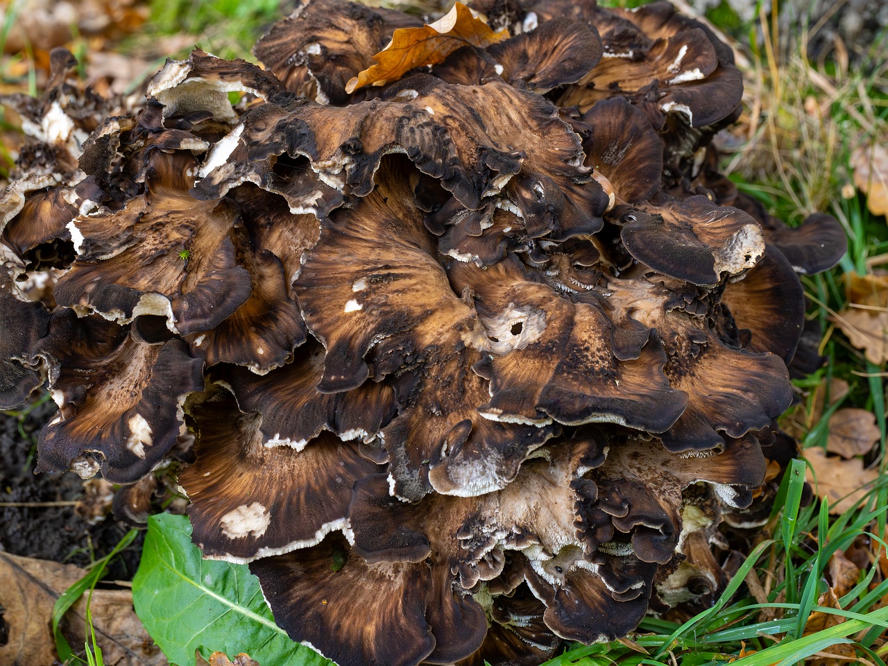 Grifola frondosa _2025-10-10_1-7
