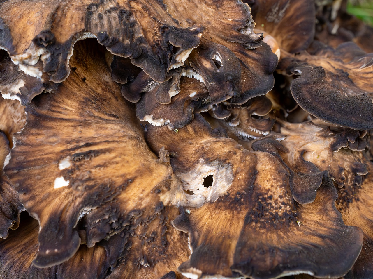 Grifola frondosa _2025-10-10_1-8