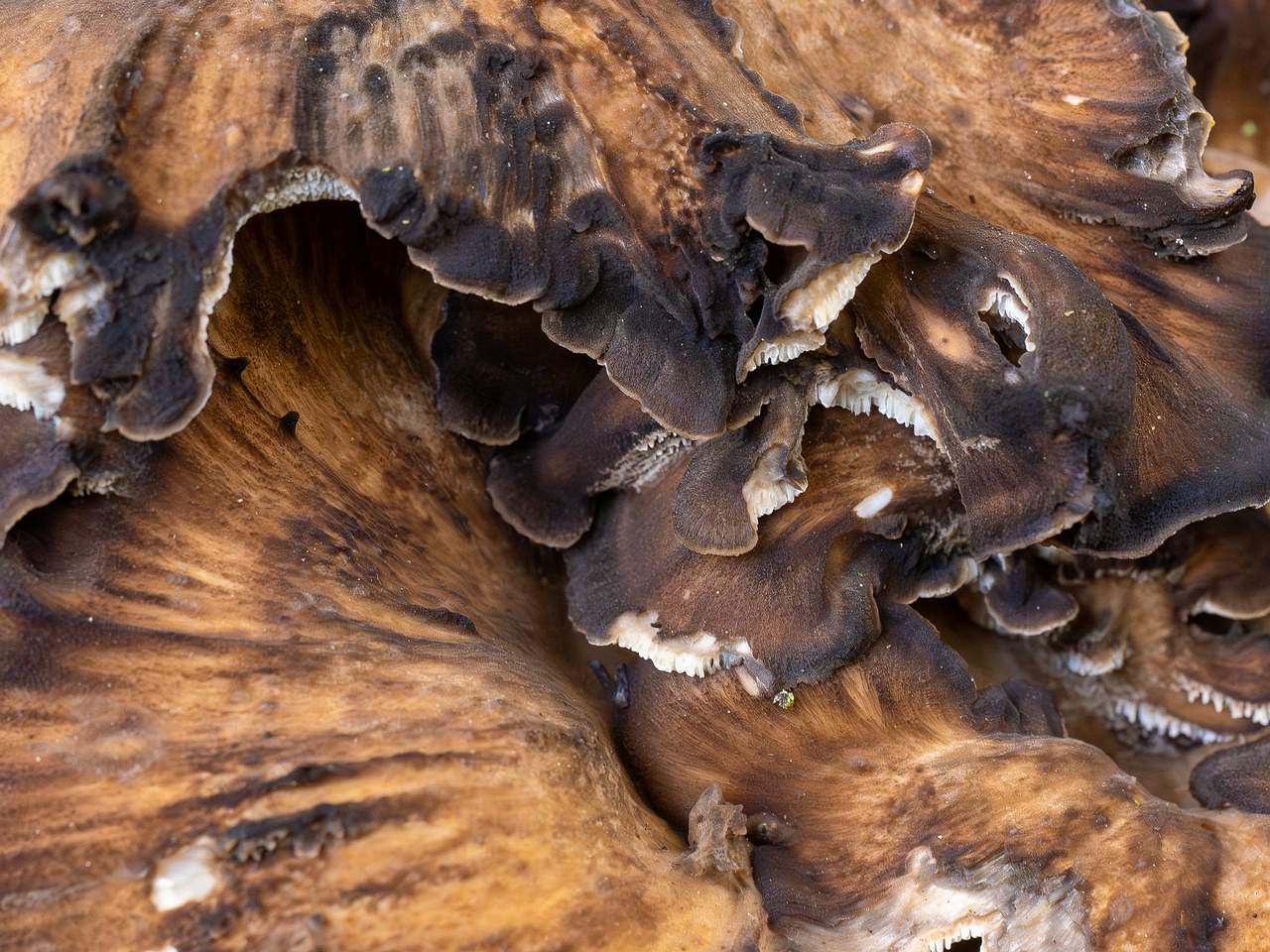 Grifola frondosa _2025-10-10_1-9