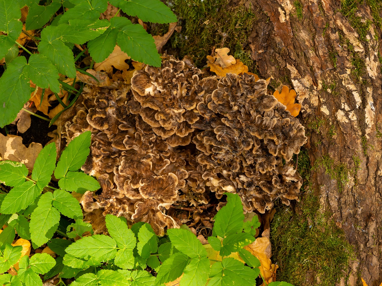Grifola frondosa _2025-10-18_1-1
