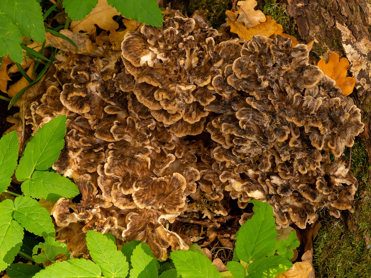 Grifola frondosa _2025-10-18_1-2