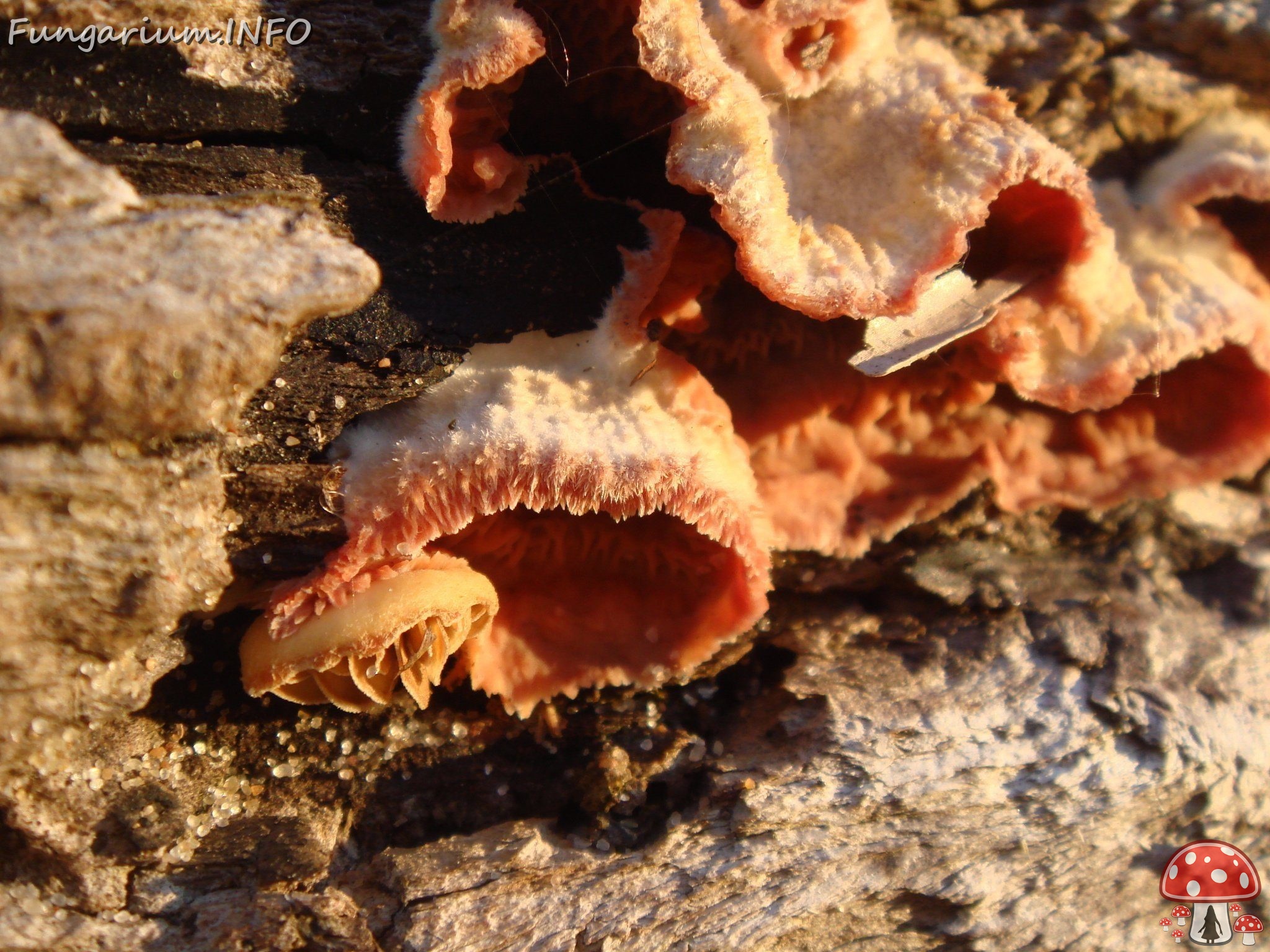 fungi-0004247 