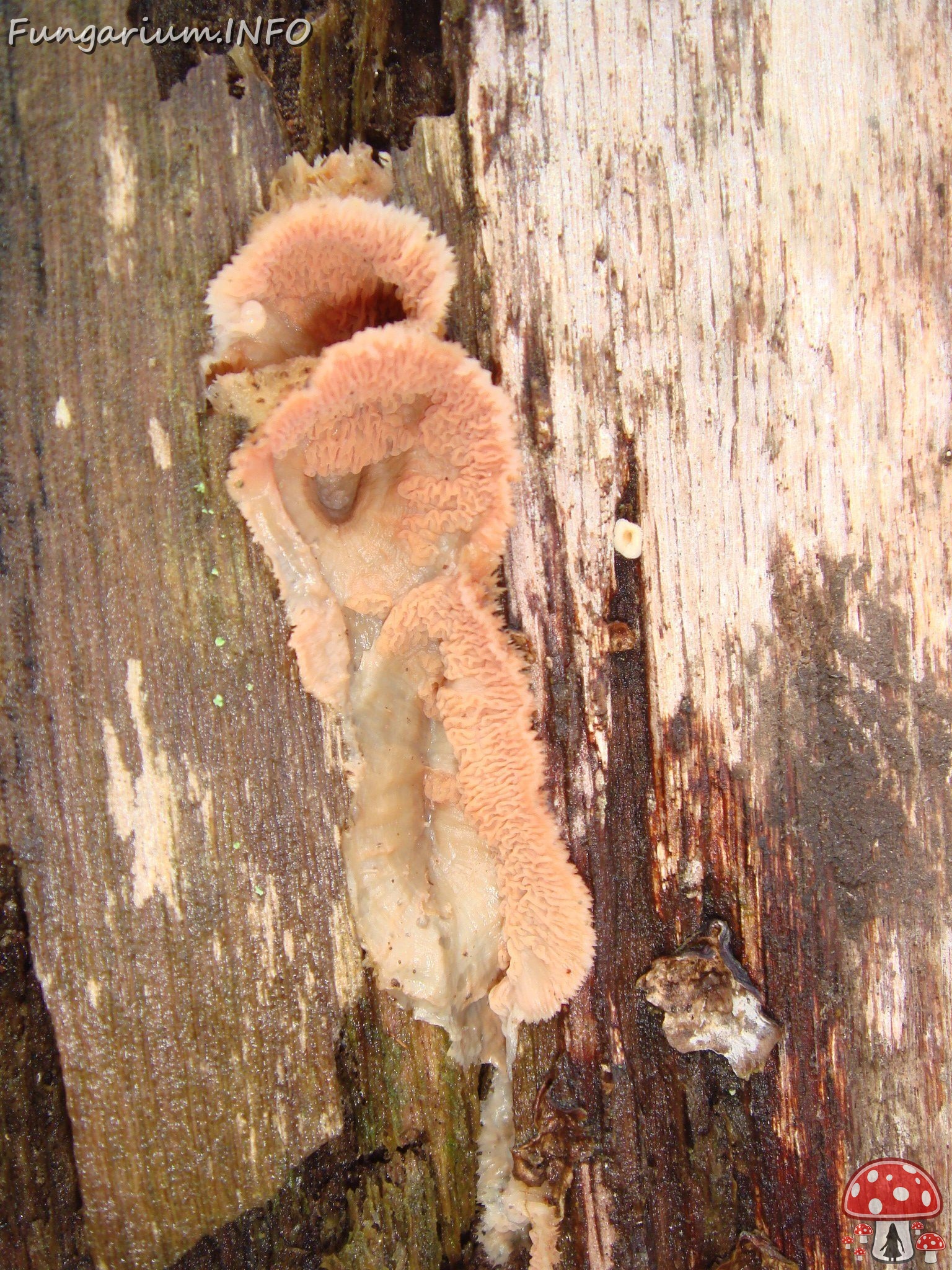 fungi-0004321 