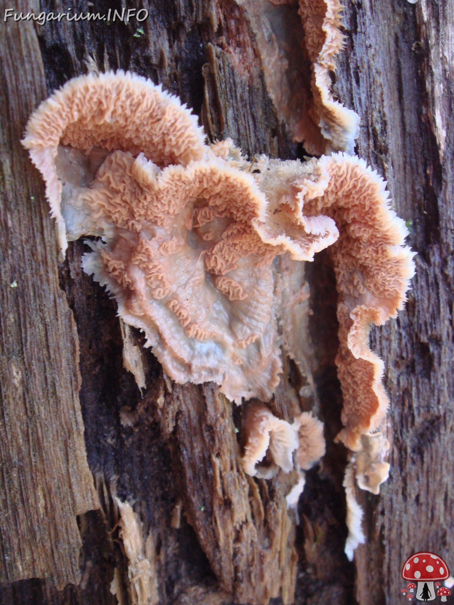 fungi-0004370 