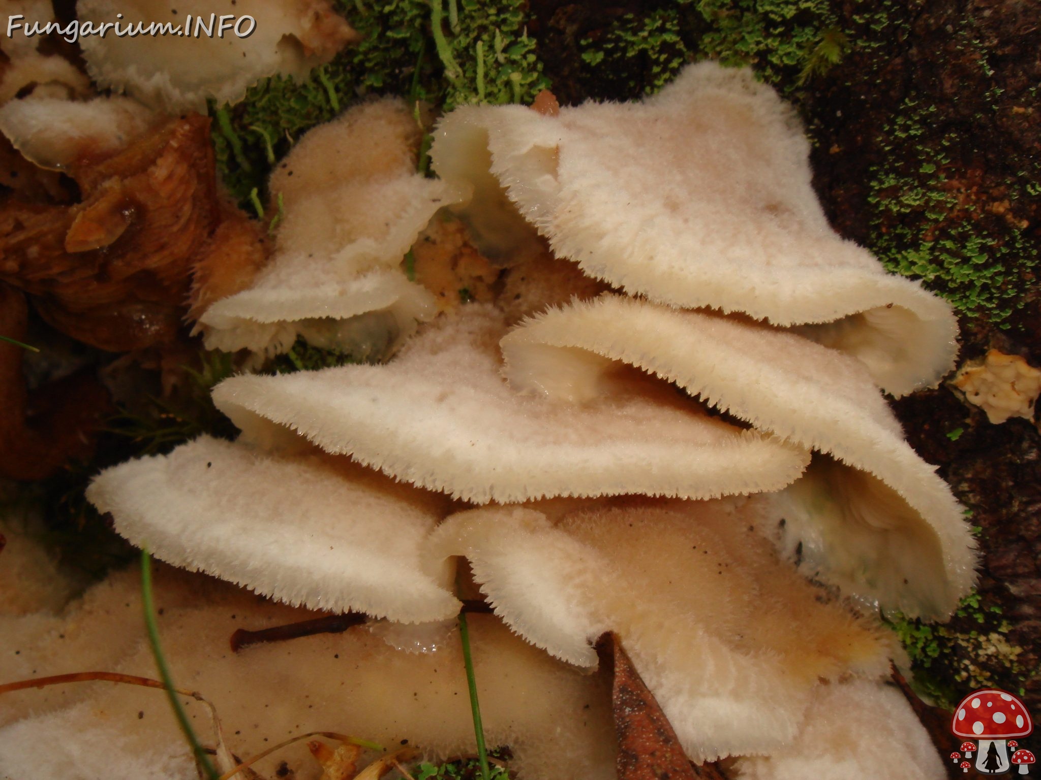 fungi-0004611 