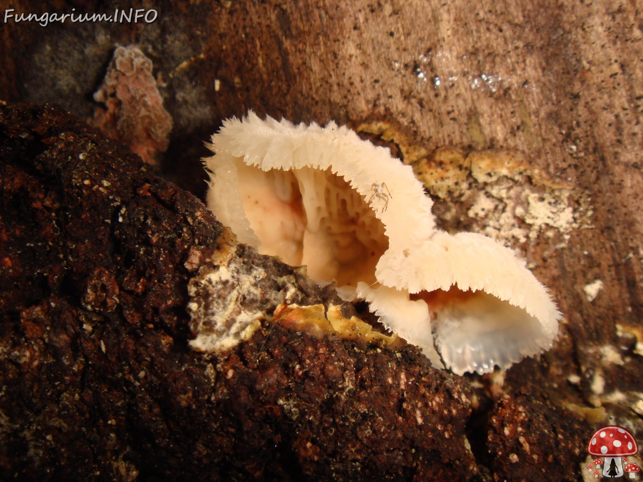 fungi-0004612 